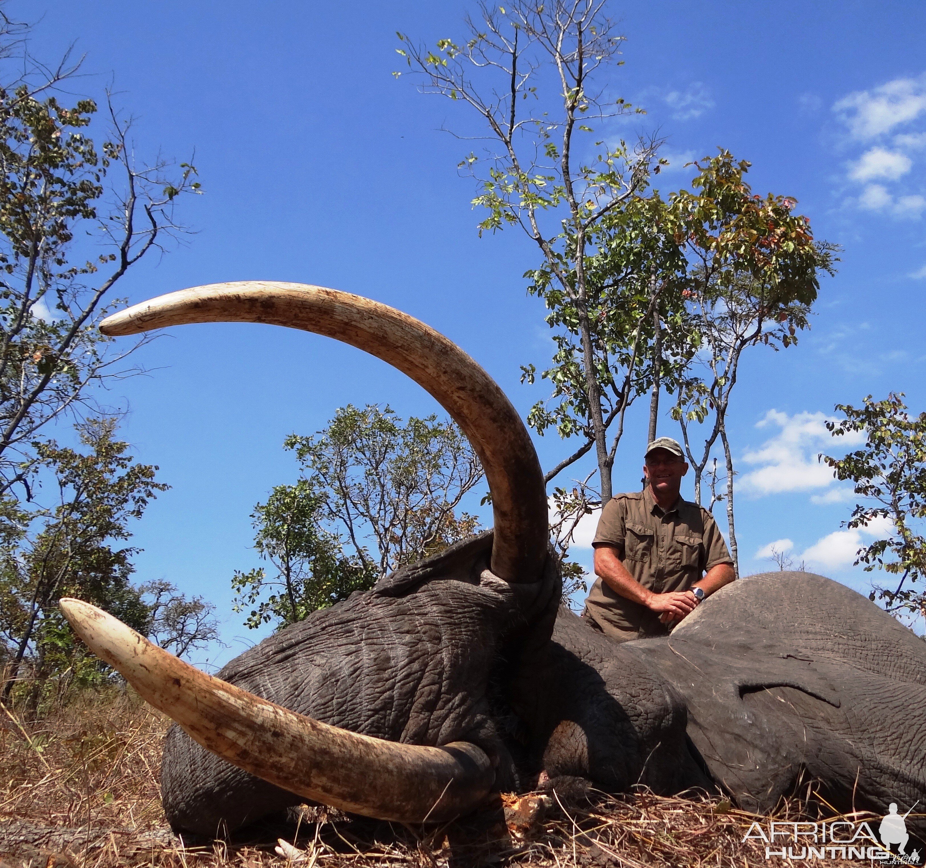 Hunting Elephant