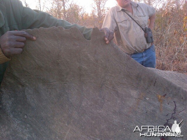 Hunting Elephant