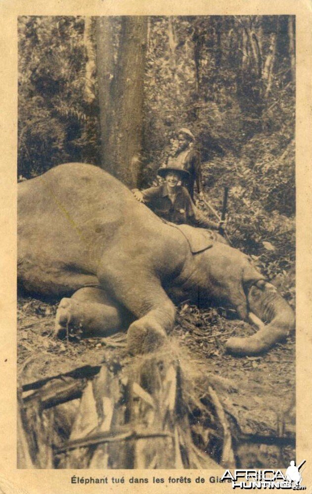 Hunting Elephant