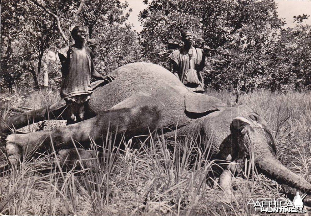 Hunting Elephant