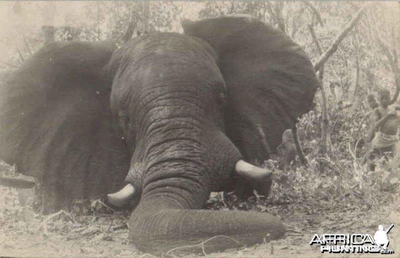 Hunting Elephant