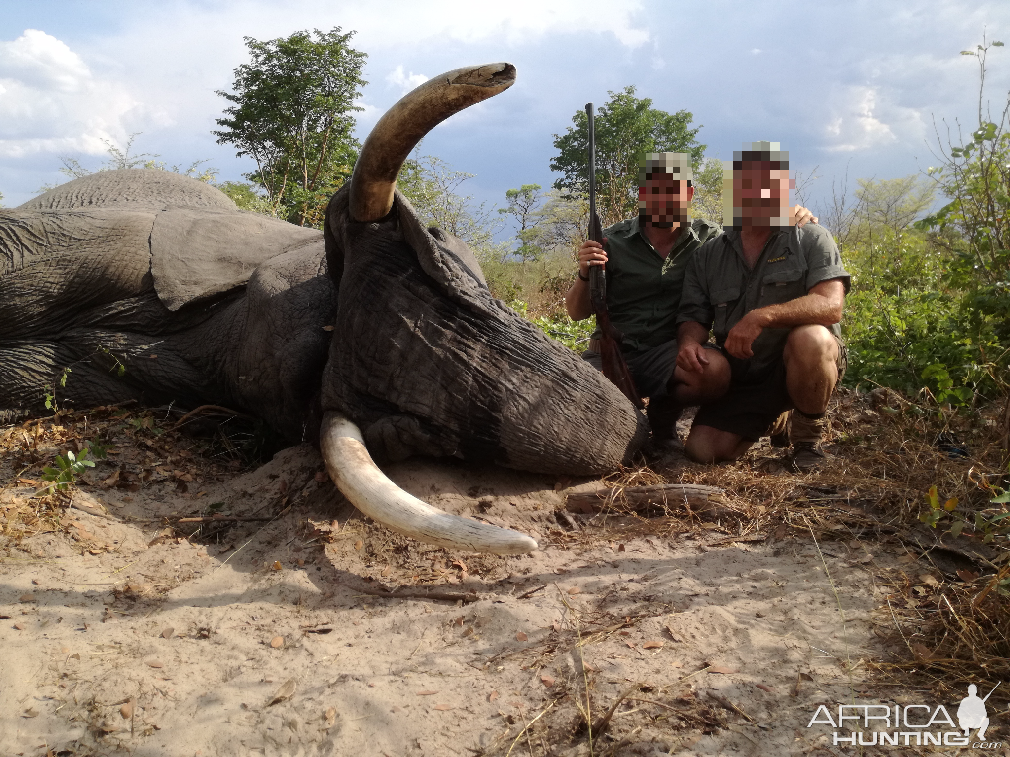 Hunting Elephant