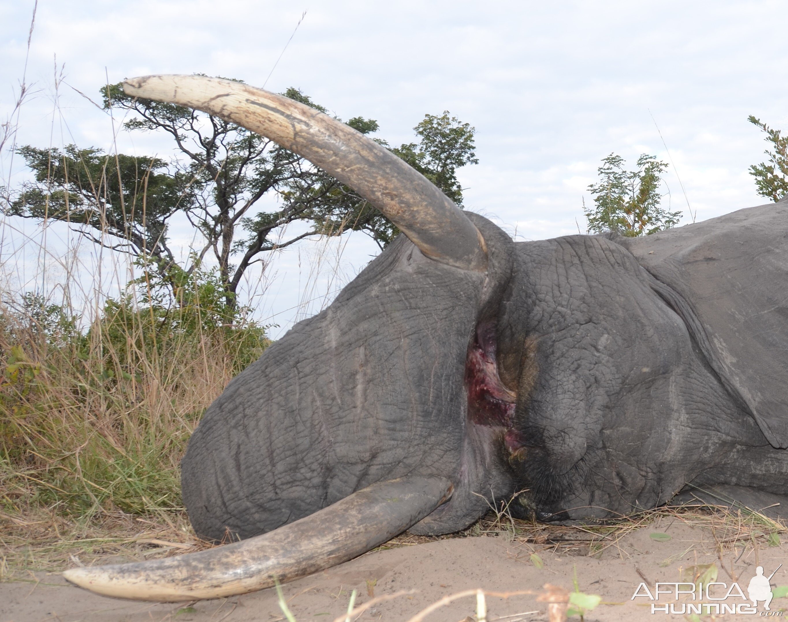 Hunting Elephant