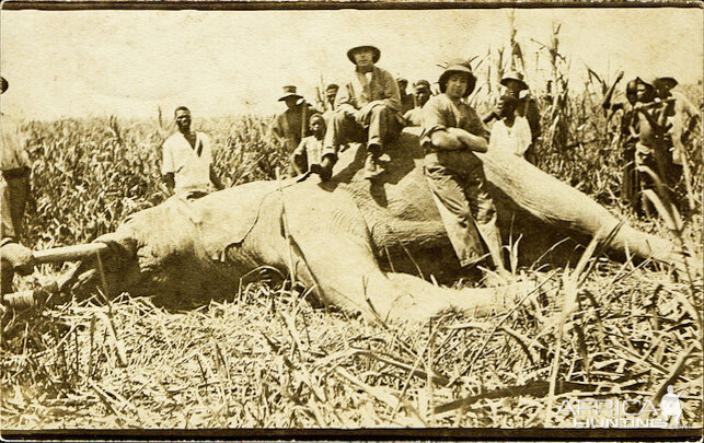 Hunting Elephant