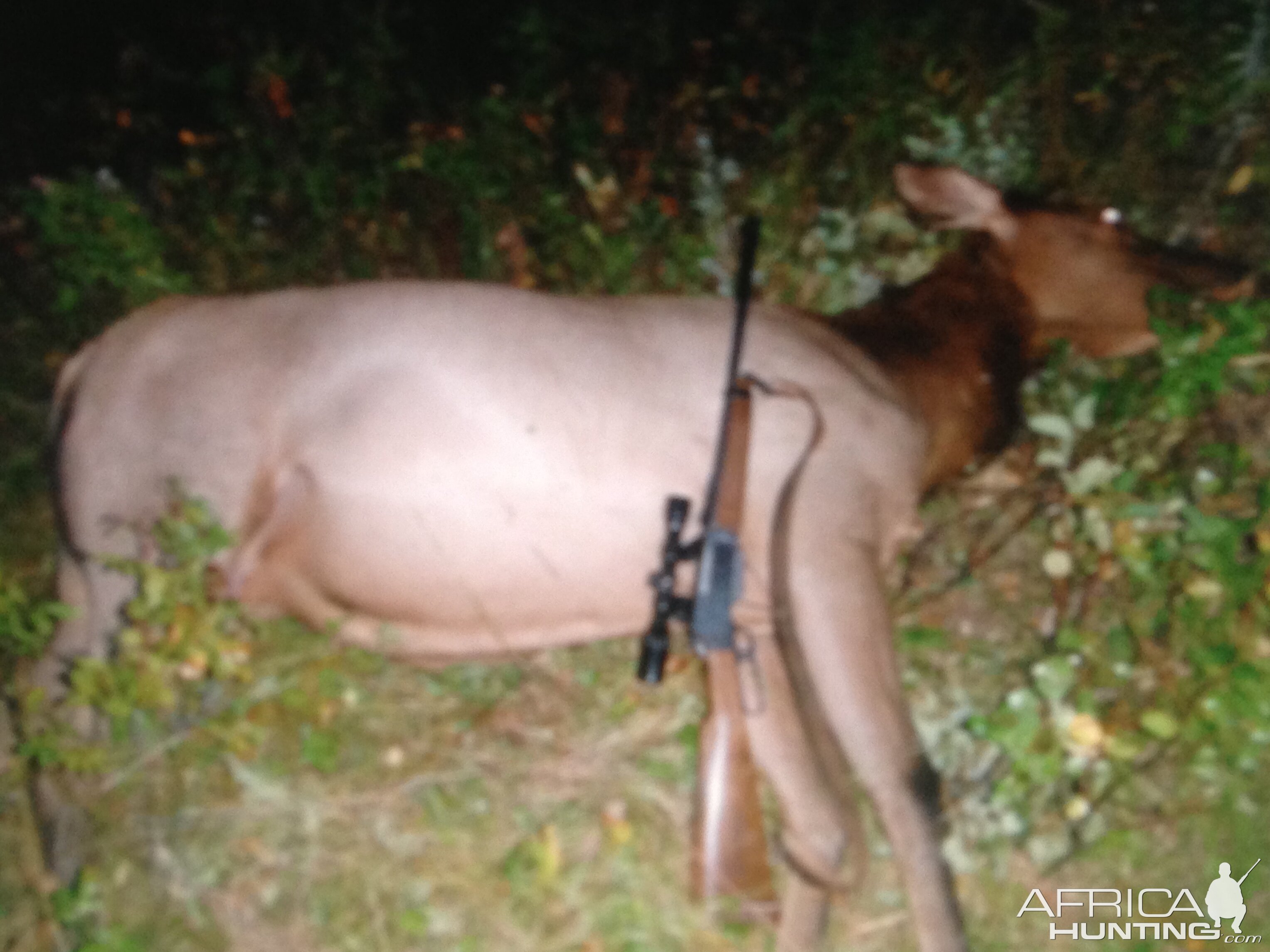 Hunting Elk in Canada