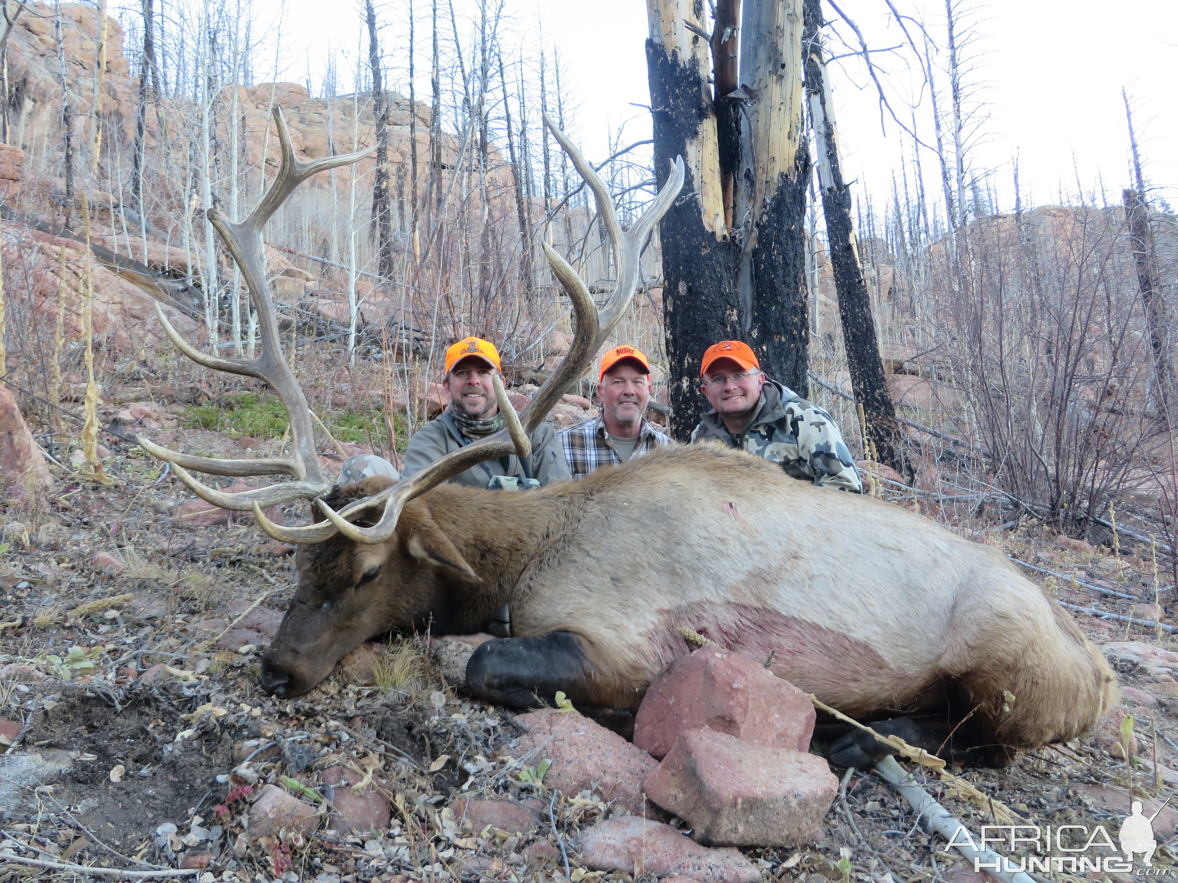 Hunting Elk in Colorado USA