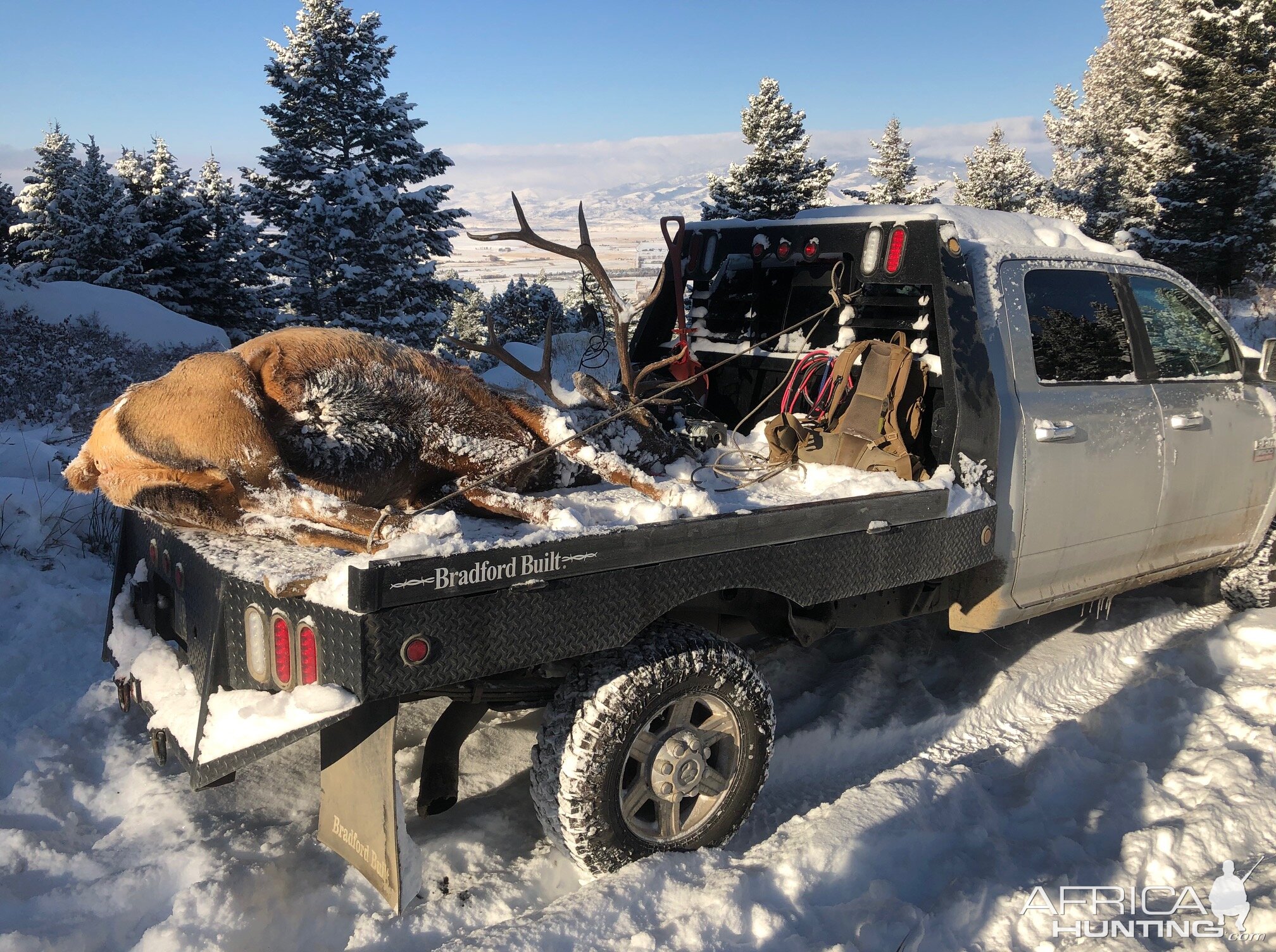 Hunting Elk in Montana USA