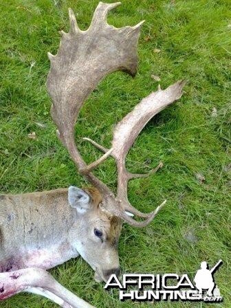 Hunting Fallow Bucks in the UK