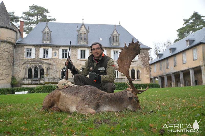 Hunting Fallow Deer France