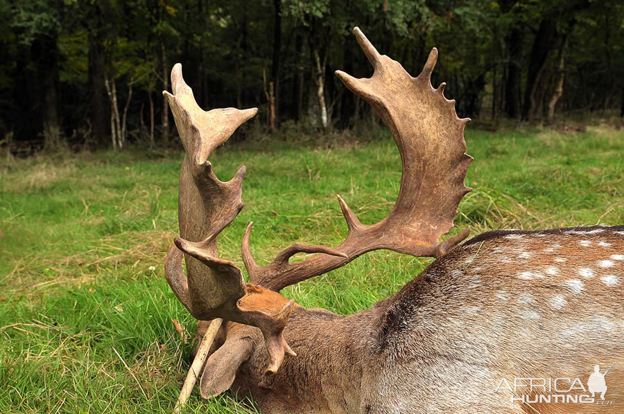 Hunting Fallow Deer France