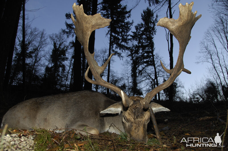 Hunting Fallow Deer France