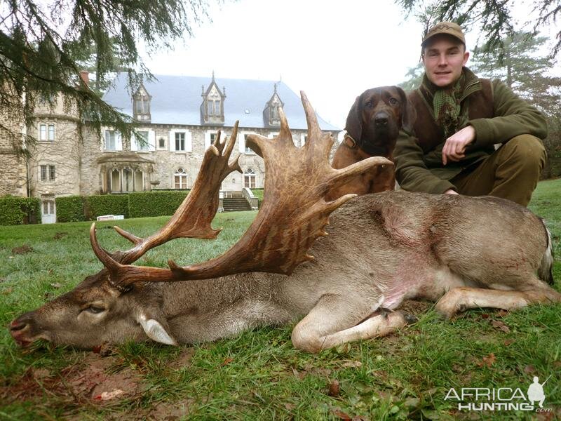 Hunting Fallow Deer France