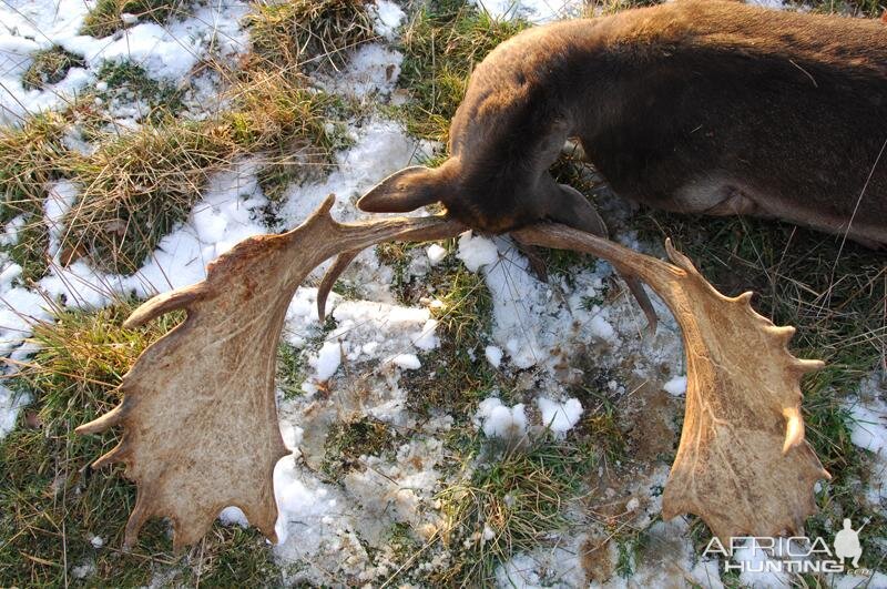 Hunting Fallow Deer France