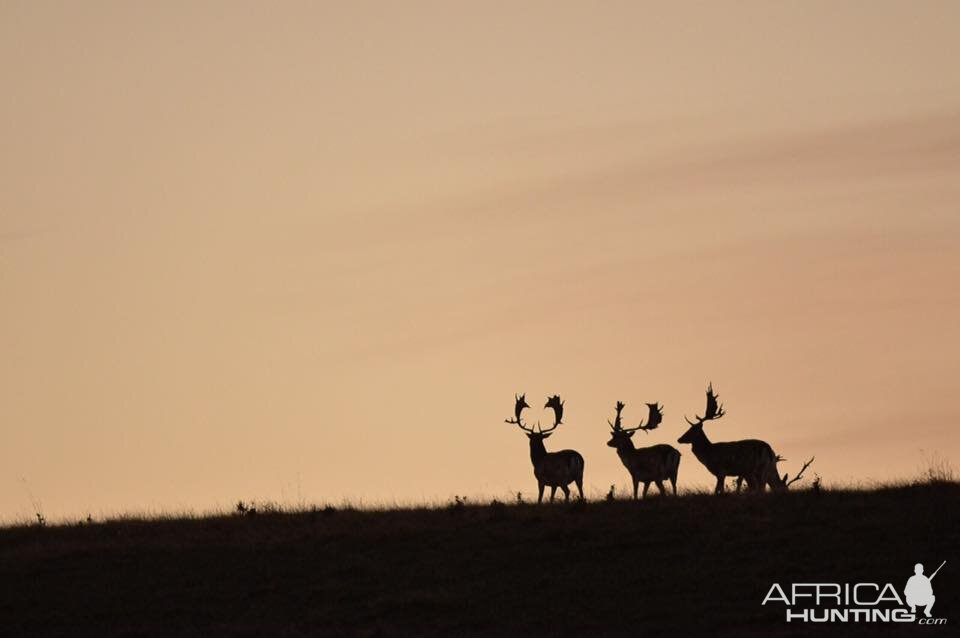 Hunting Fallow Deer in France