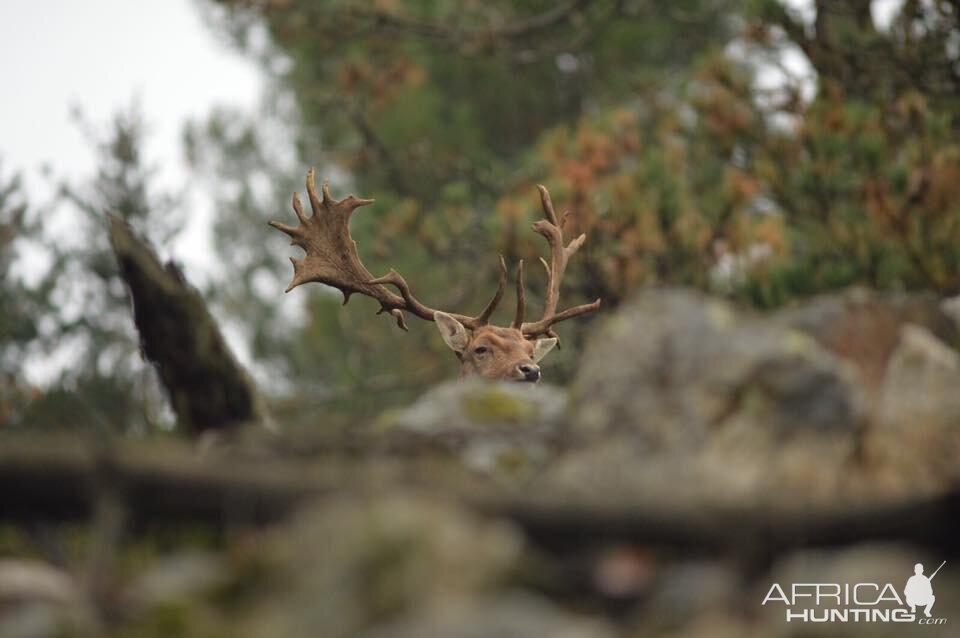 Hunting Fallow Deer in France