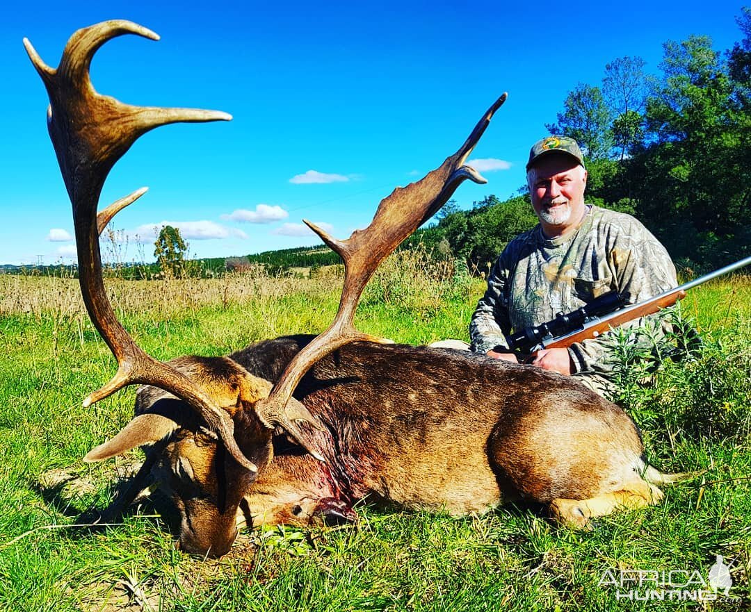 Hunting Fallow Deer South Africa