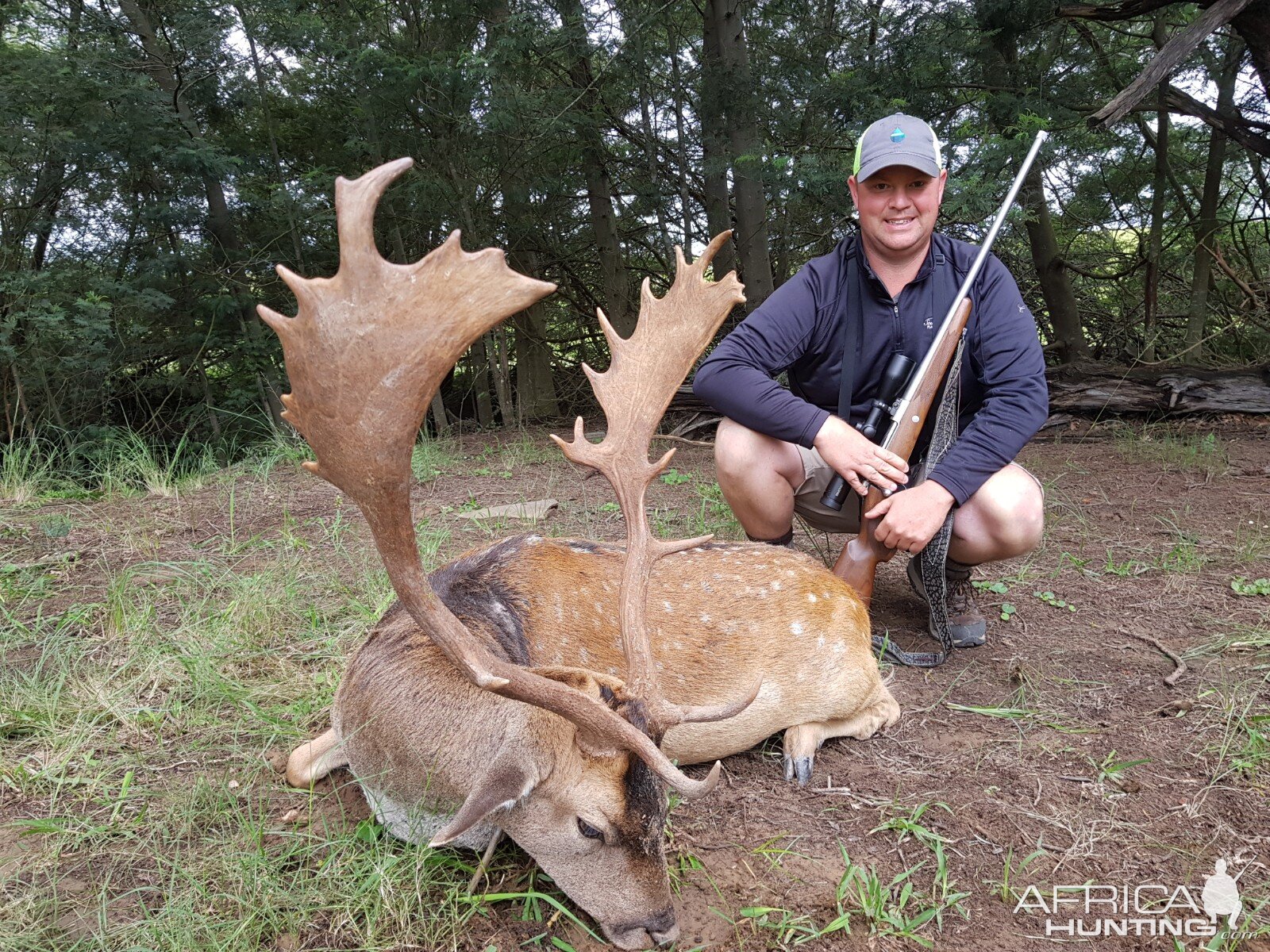 Hunting Fallow Deer