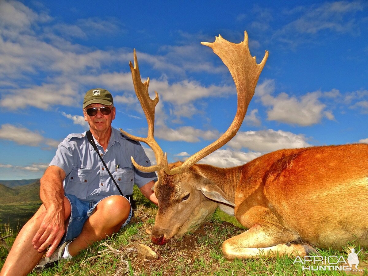 Hunting Fallow Deer