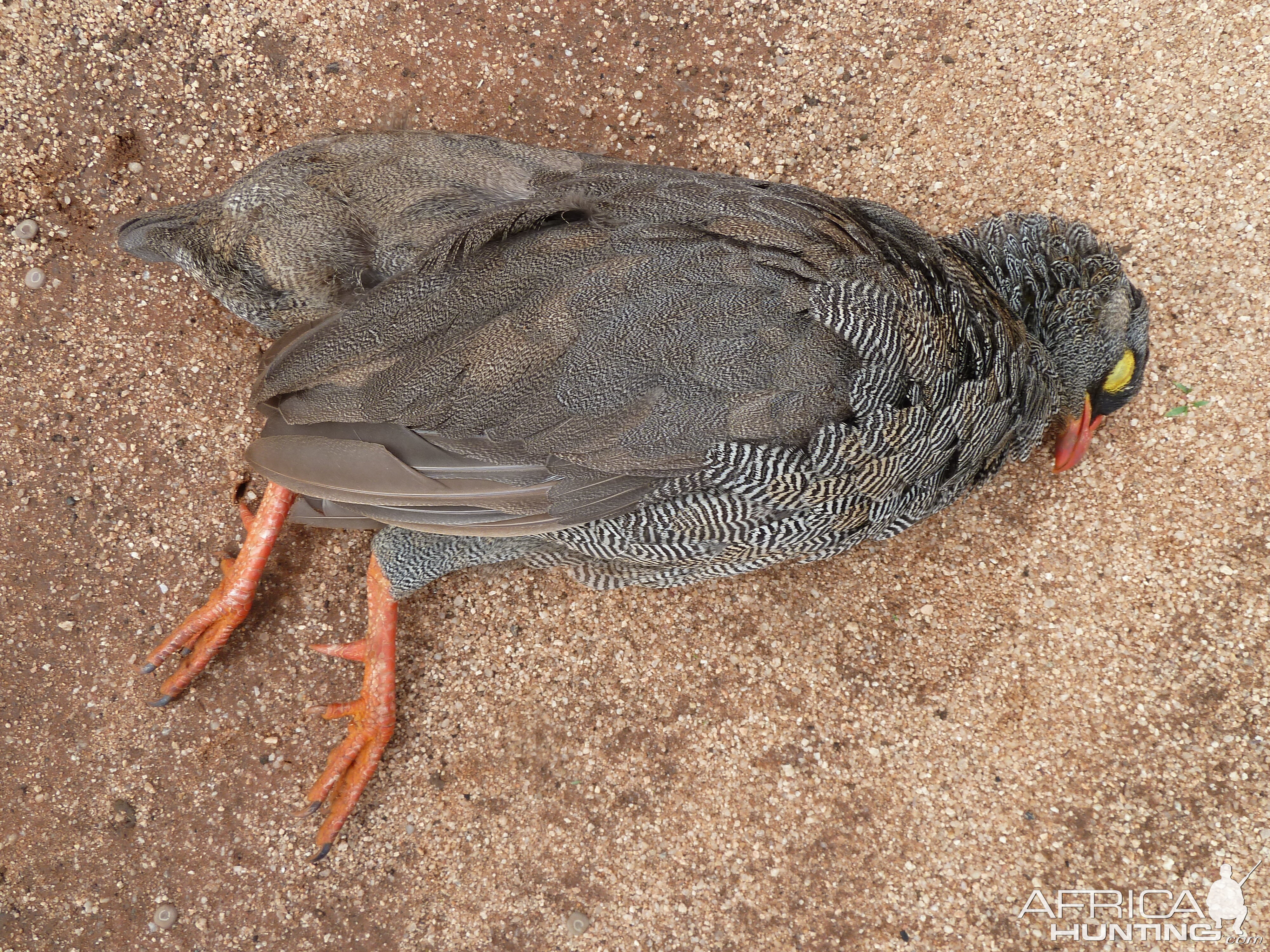 Hunting Francolin