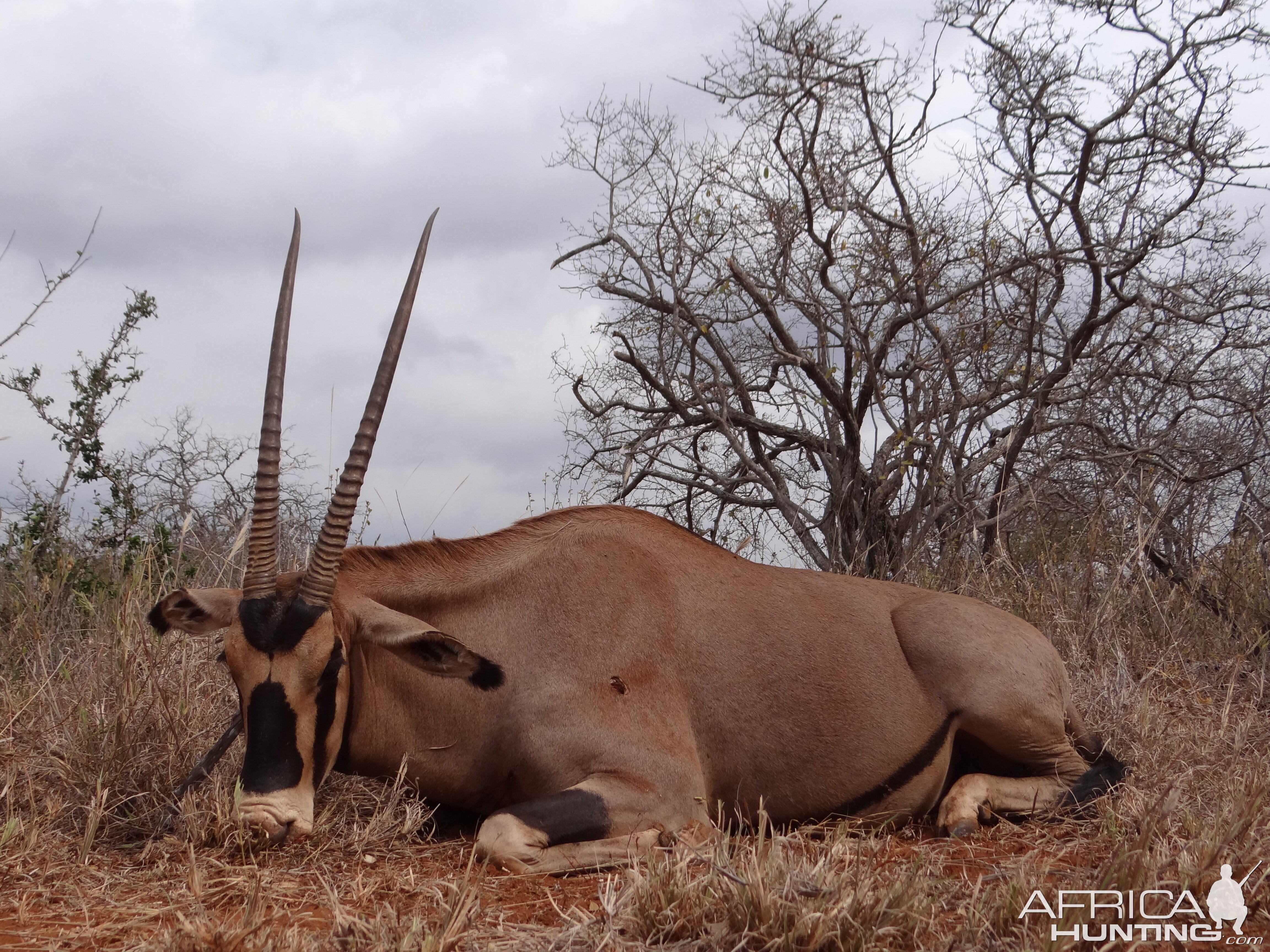 Hunting Fringe Eared Oryx