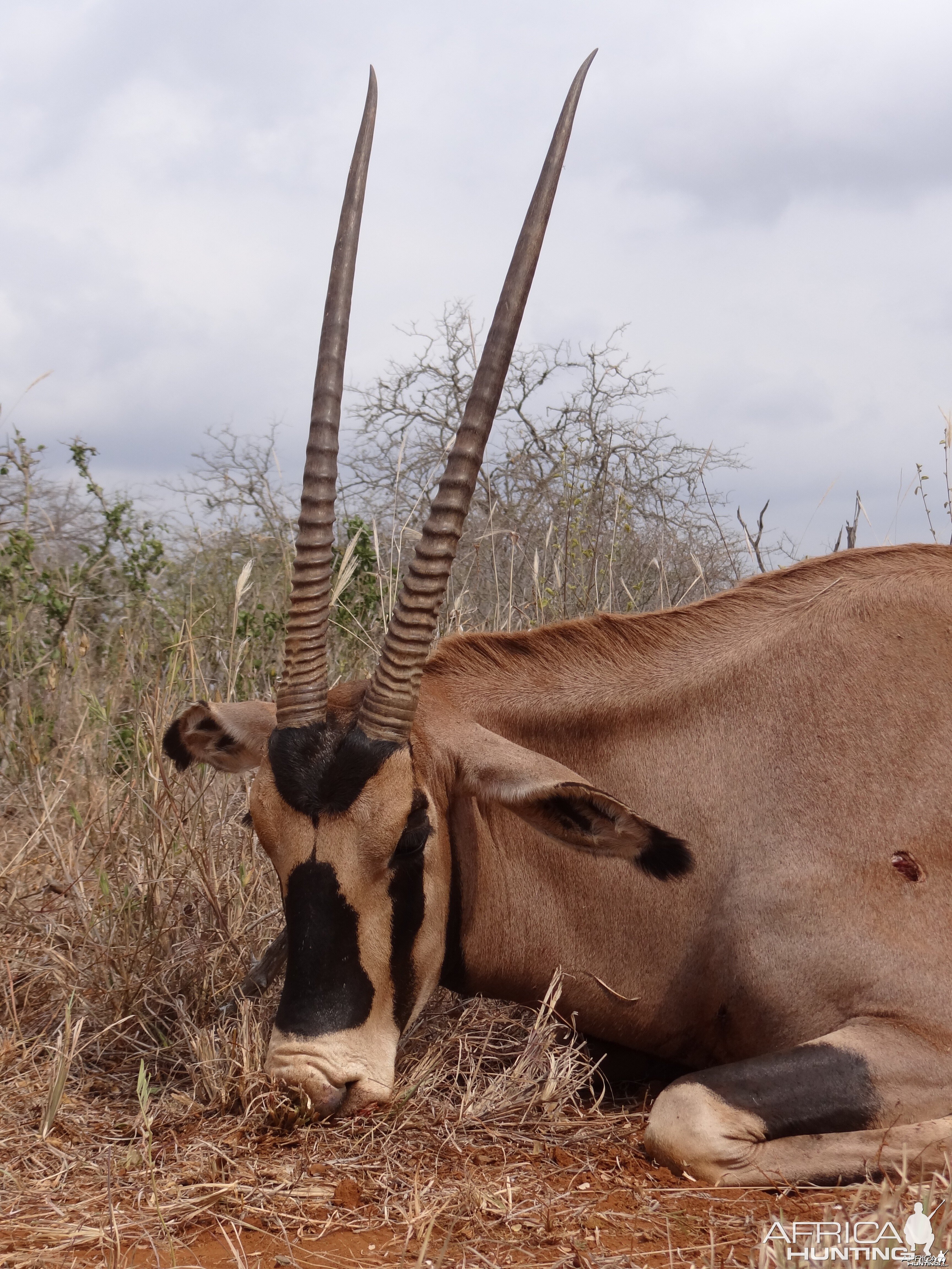 Hunting Fringe Eared Oryx