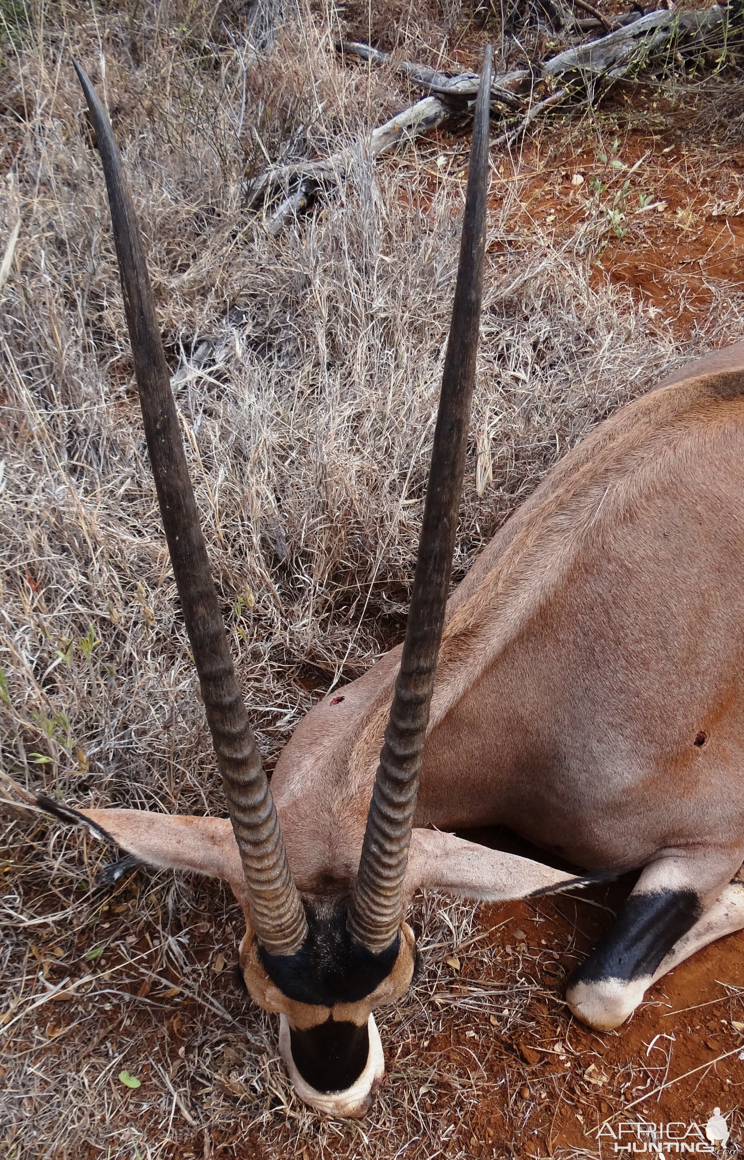 Hunting Fringe Eared Oryx