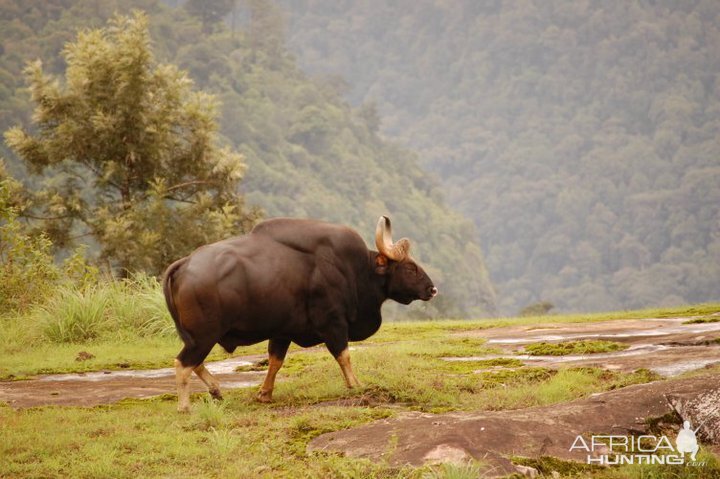 Hunting Gaur Bison