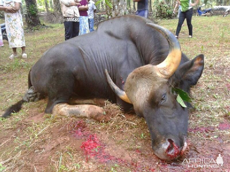 Hunting Gaur in India