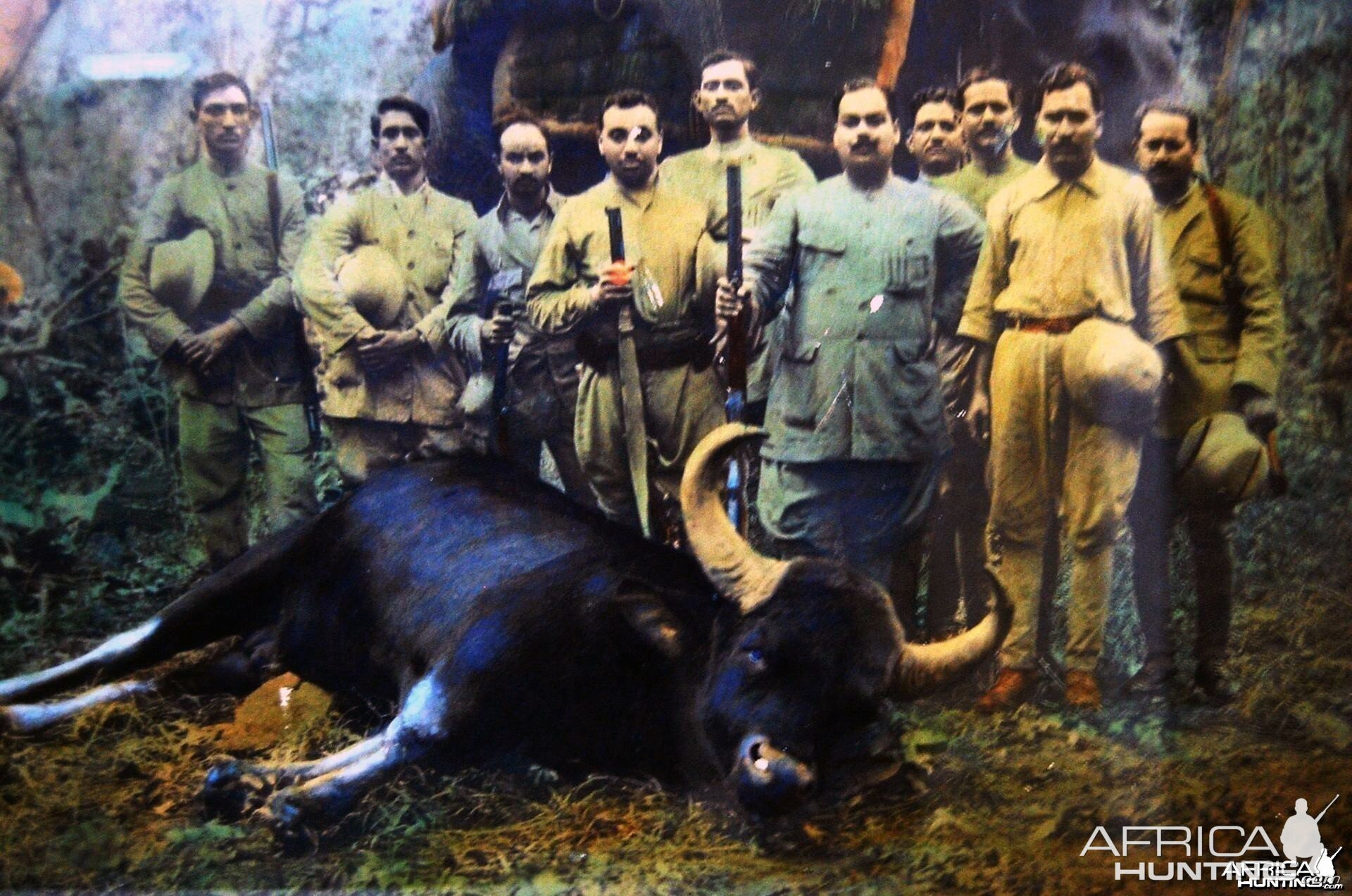 Hunting Gaur in India