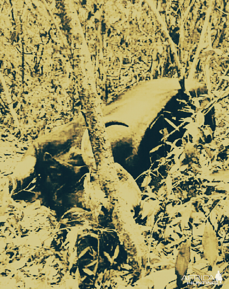 Hunting Gaur in India