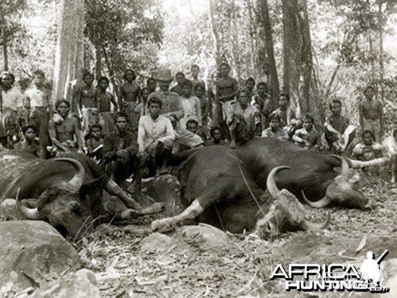 Hunting Gaur, Indian Bison