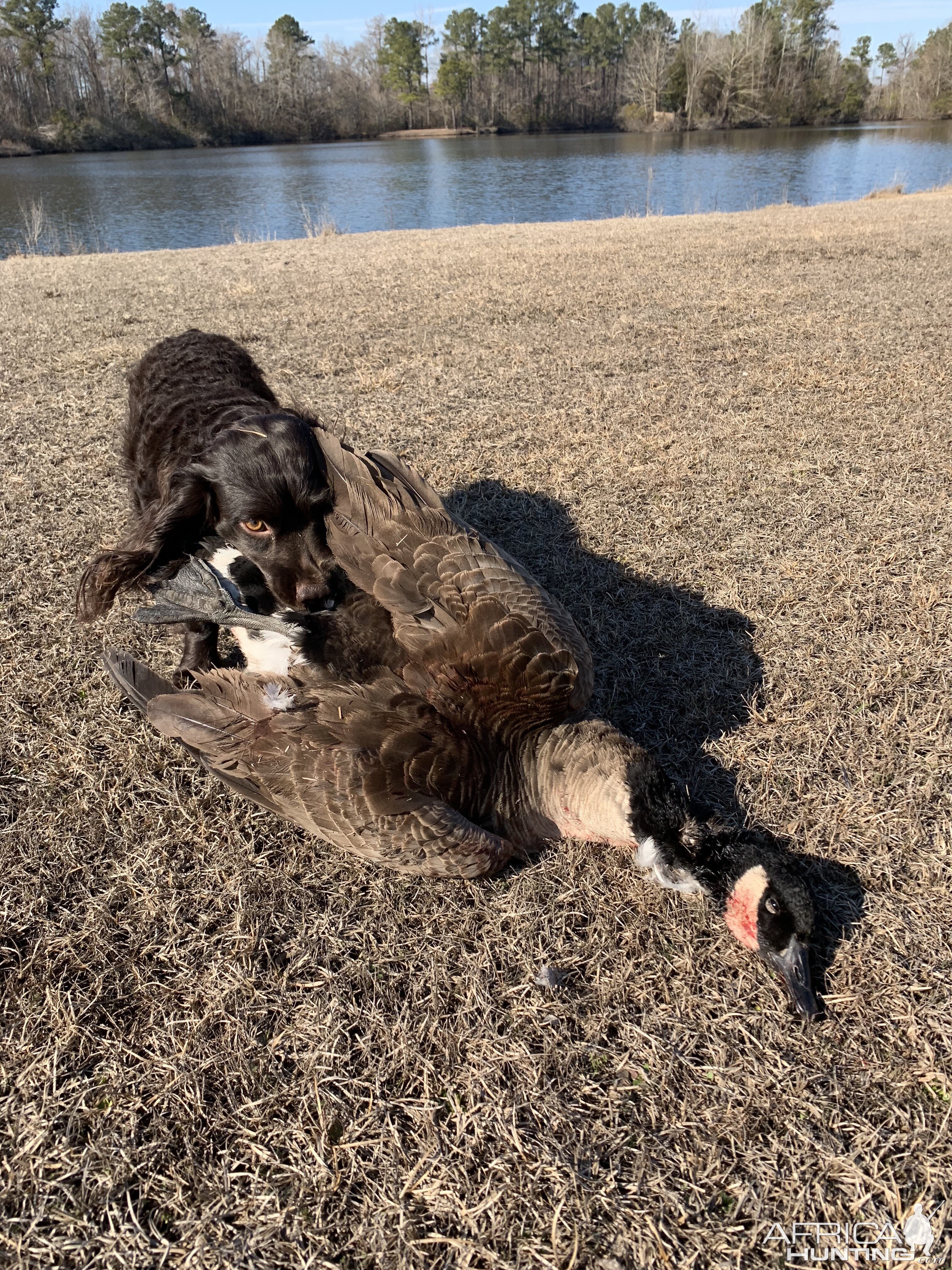 Hunting Geese