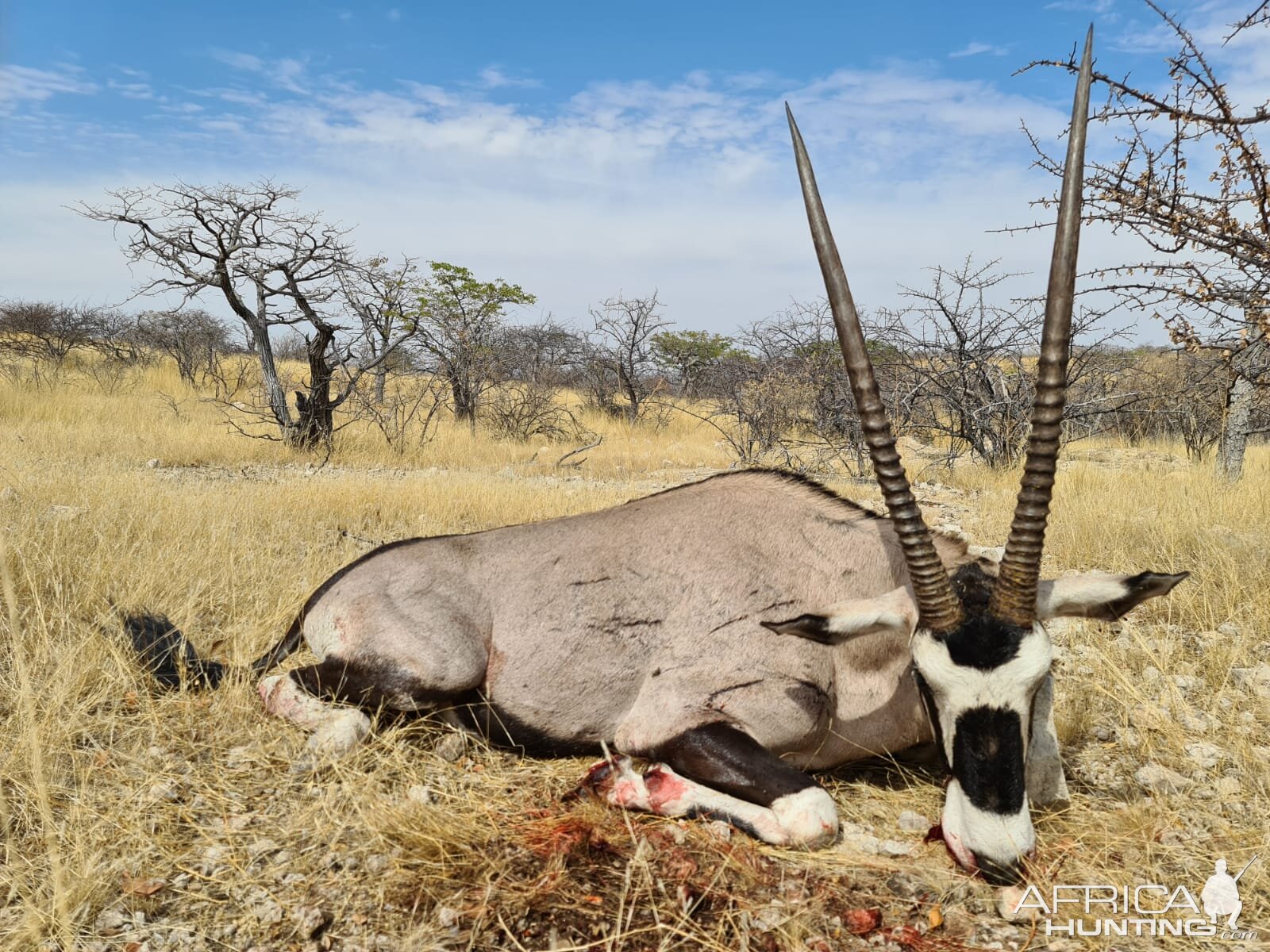 Hunting Gemsbok in Namibia