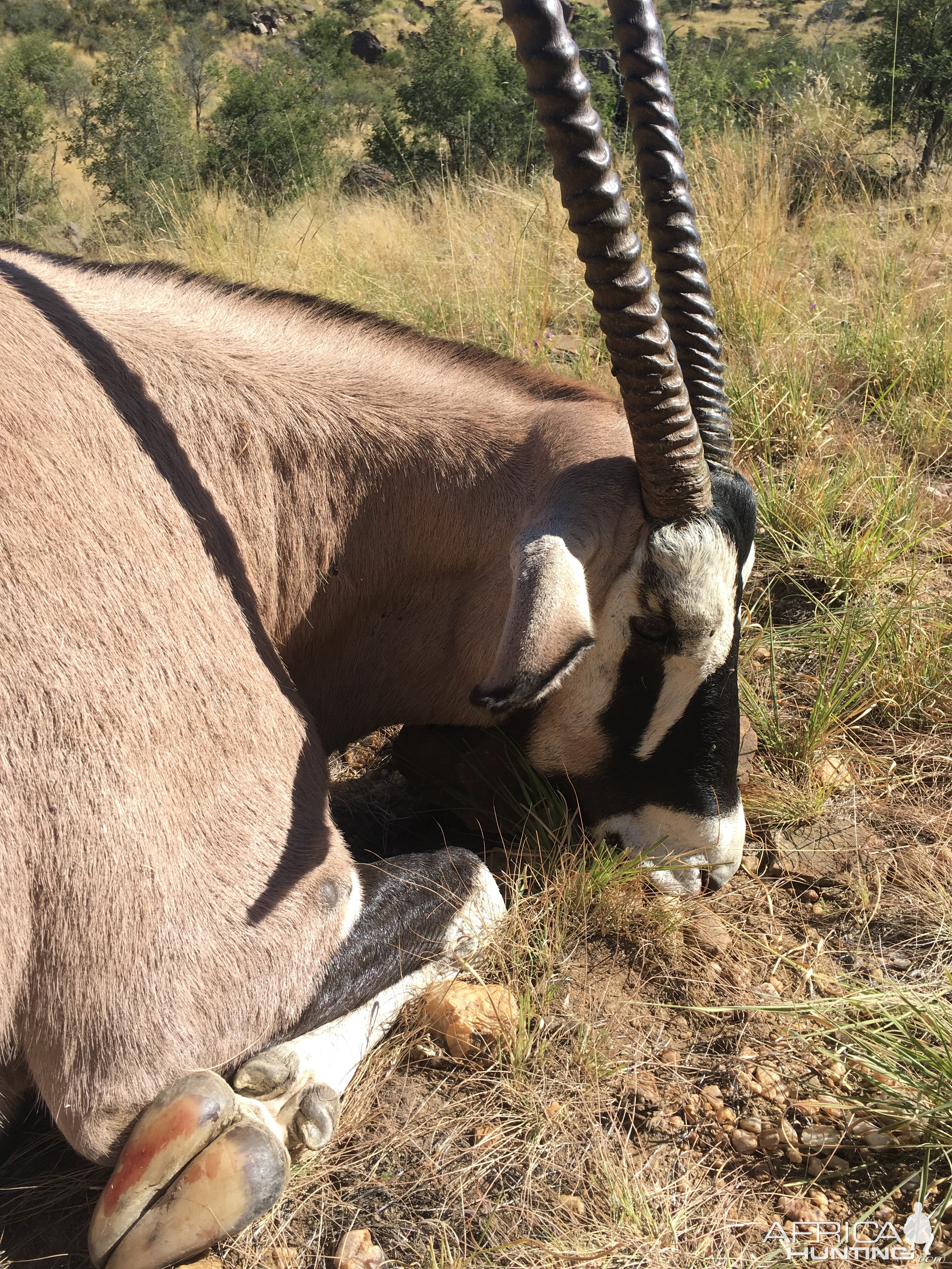 Hunting Gemsbok in Namibia