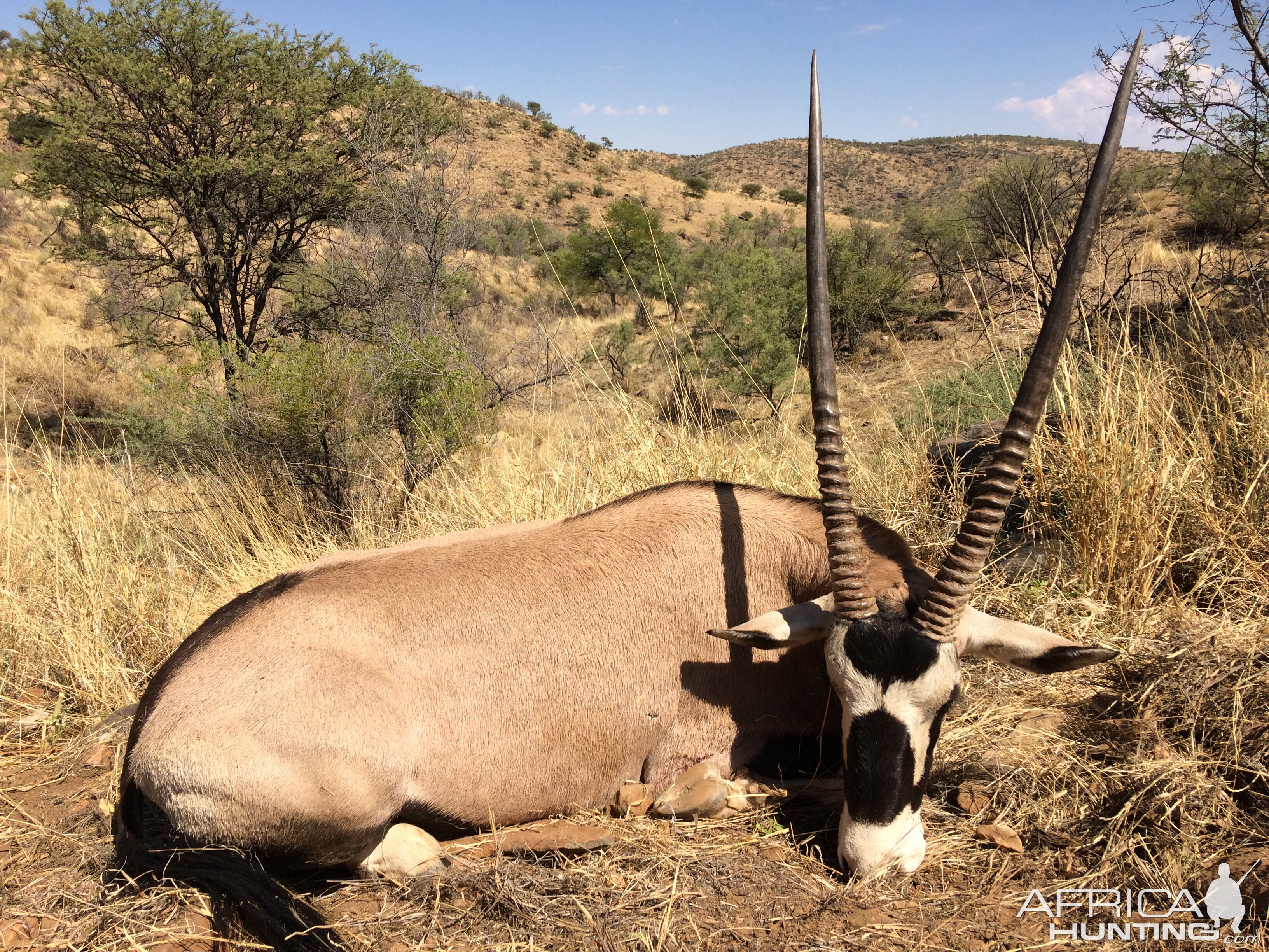 Hunting Gemsbok in Namibia