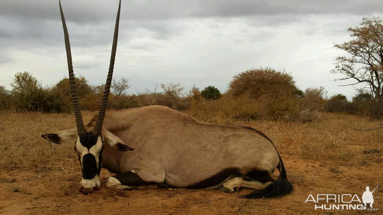 Hunting Gemsbok in South Africa