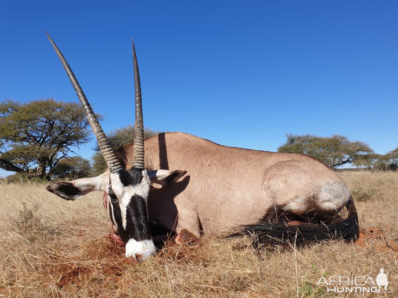 Hunting Gemsbok in South Africa