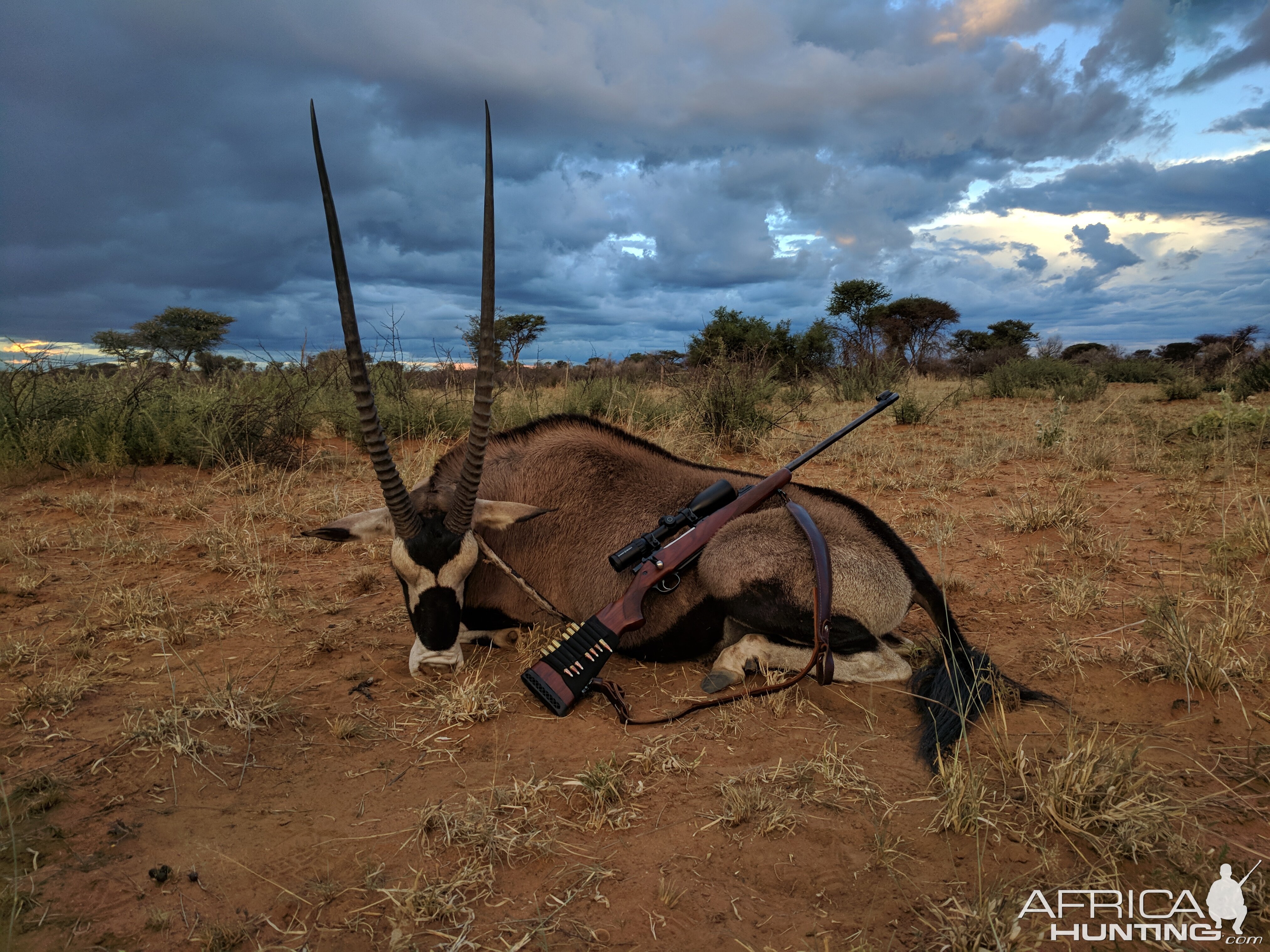 Hunting Gemsbok