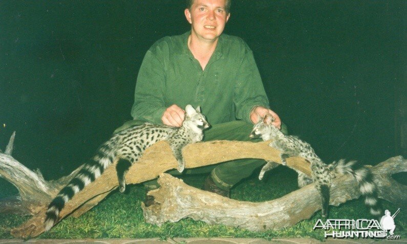 Hunting Genet Cat