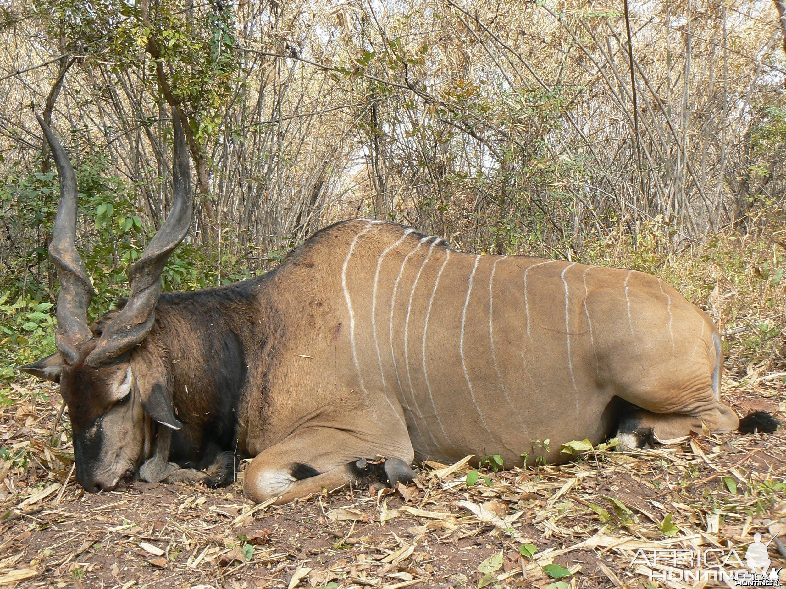 Hunting Giant Eland in CAR