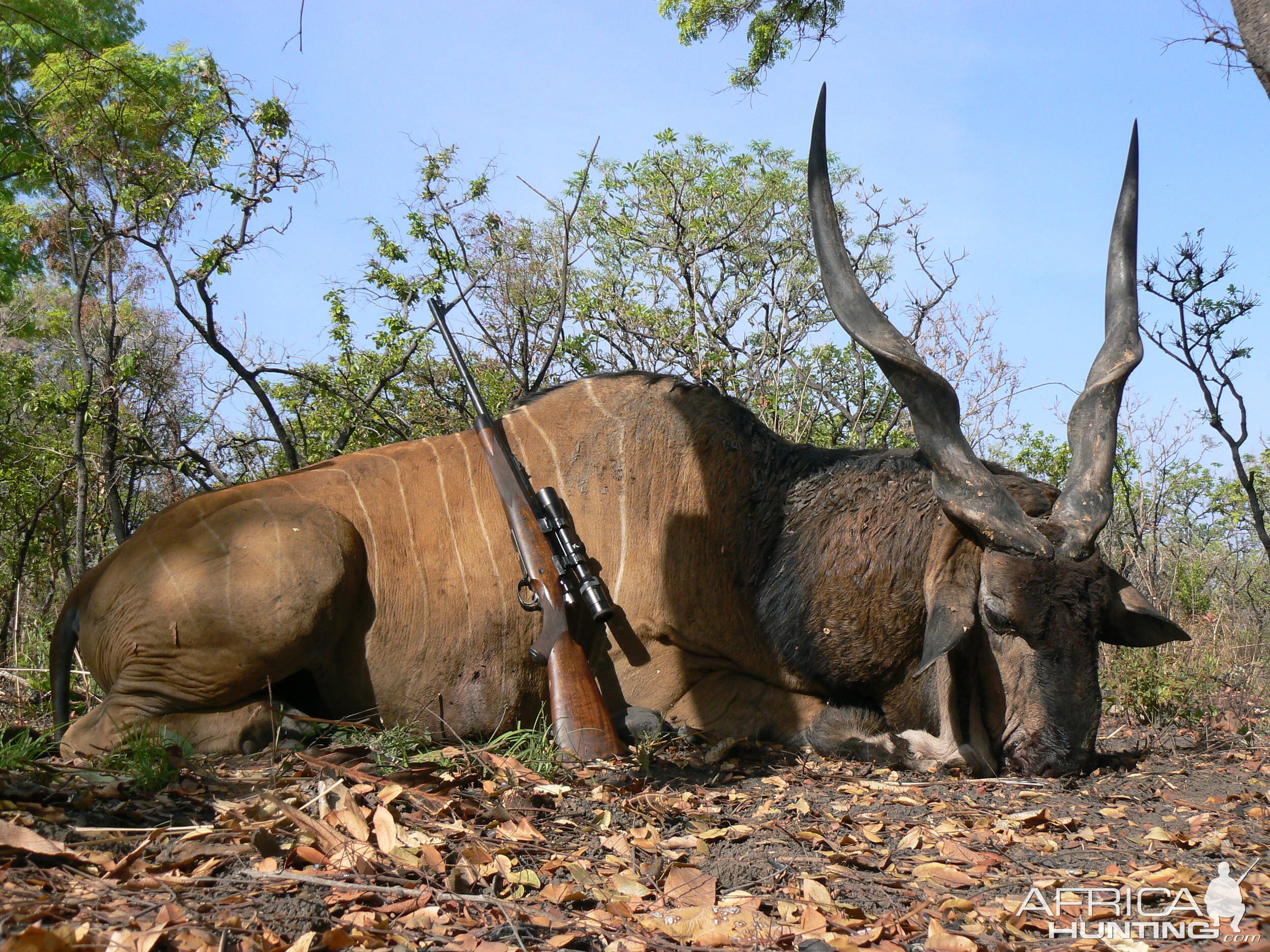 Hunting Giant Eland in CAR