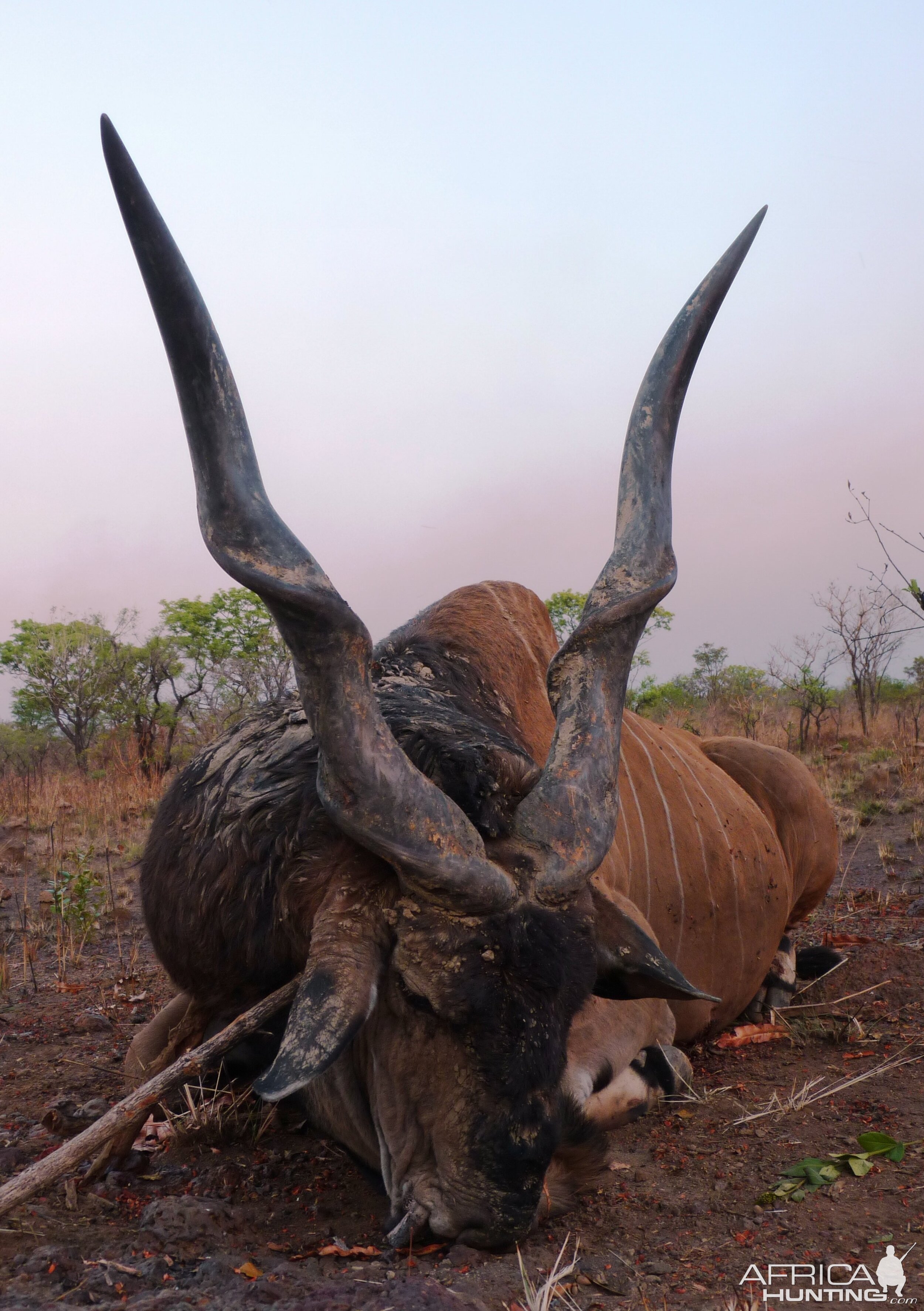 Hunting Giant Eland in Central African Republic