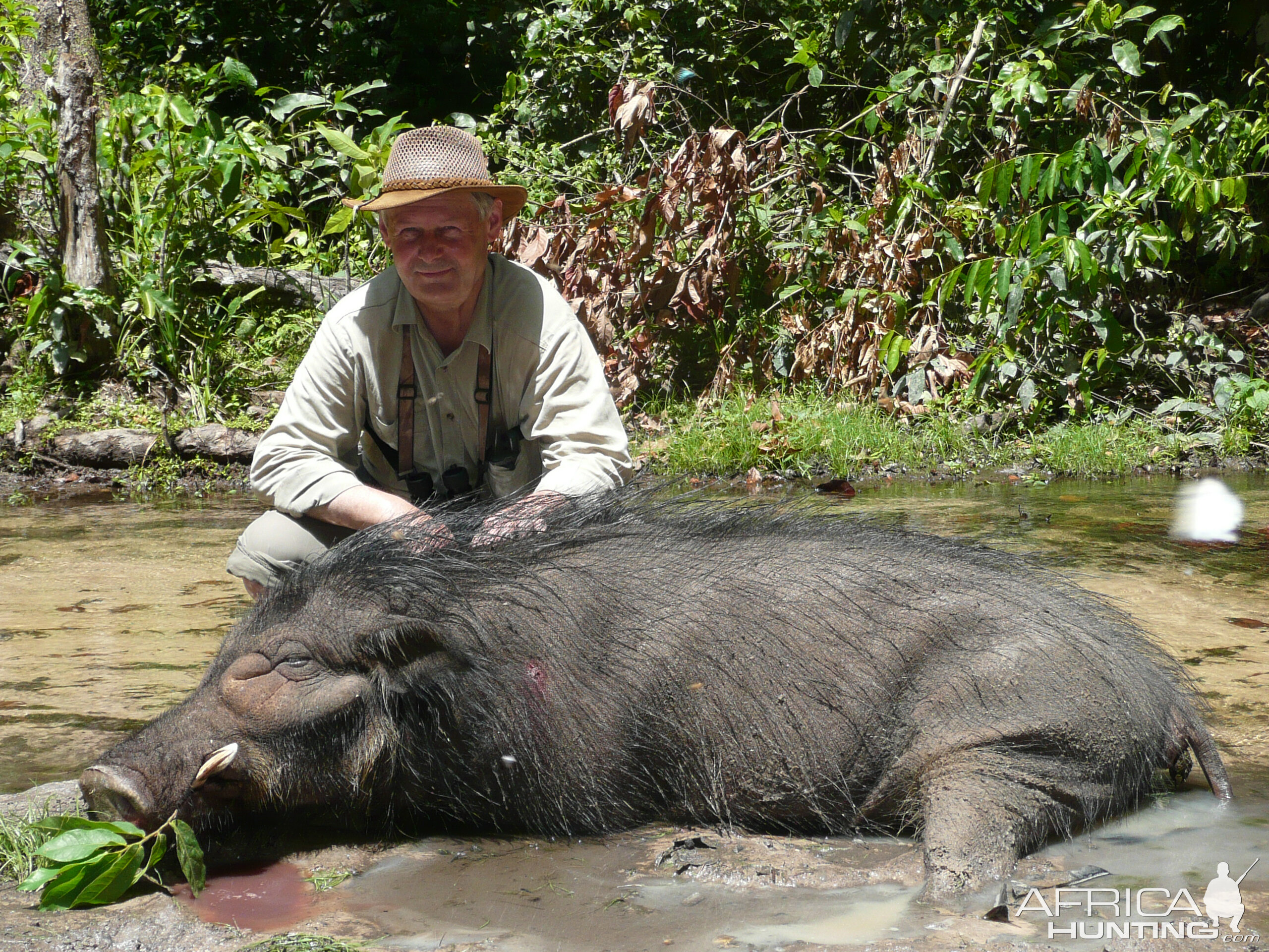 Hunting Giant Forest Hog in CAR with Rudy Lubin Safaris