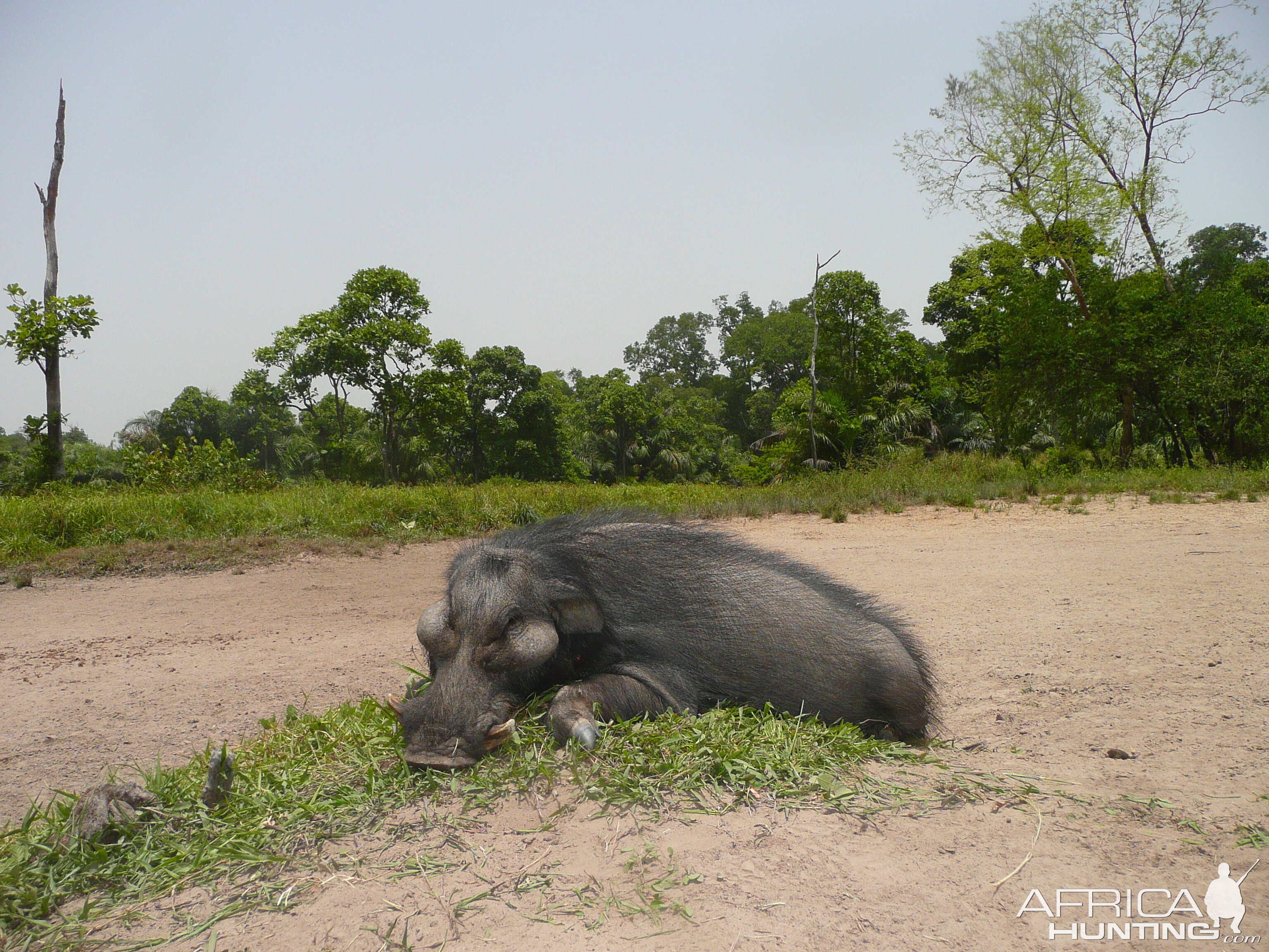 Hunting Giant Forest Hog in Central Africa