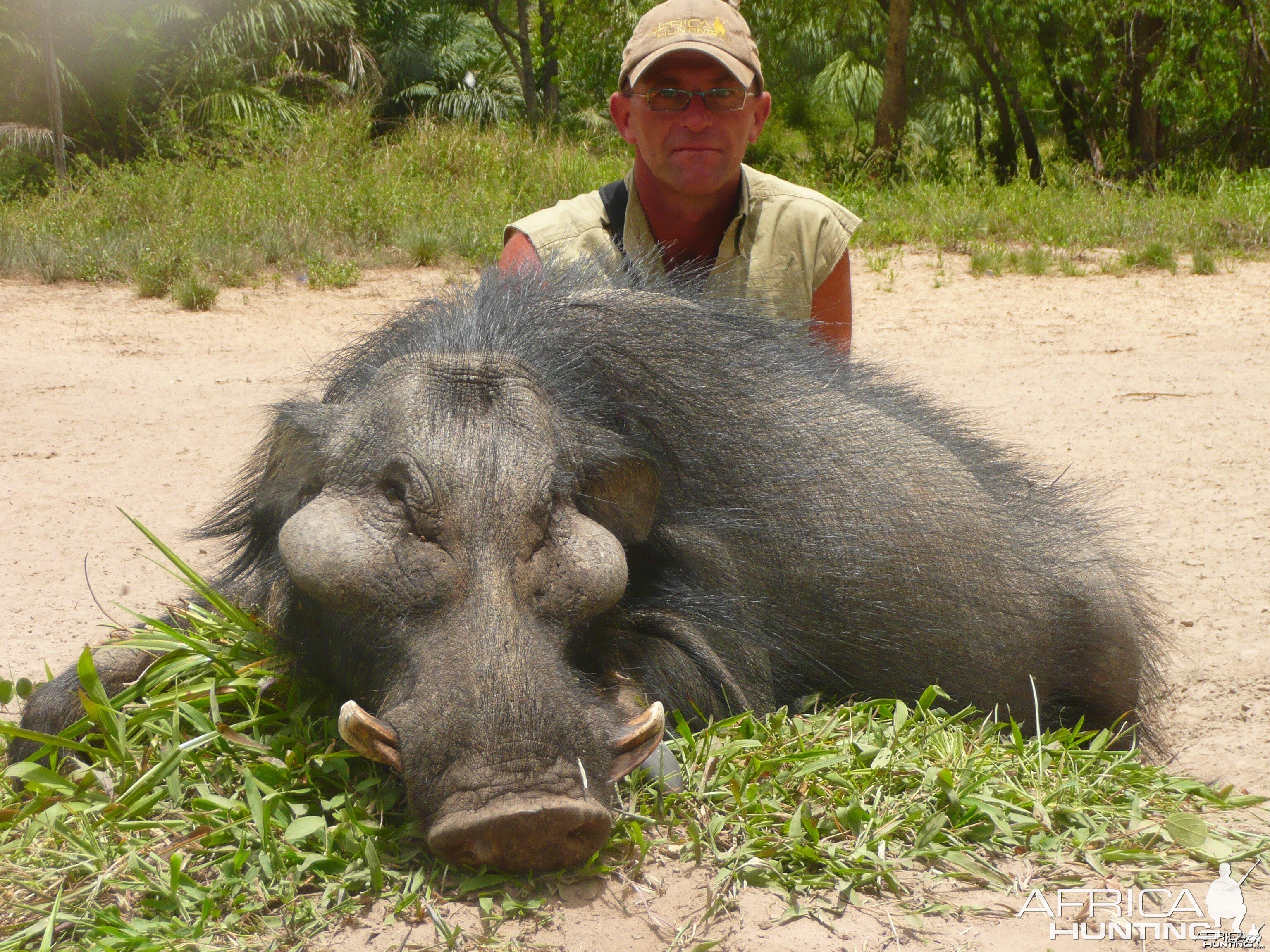 Hunting Giant Forest Hog in Central Africa