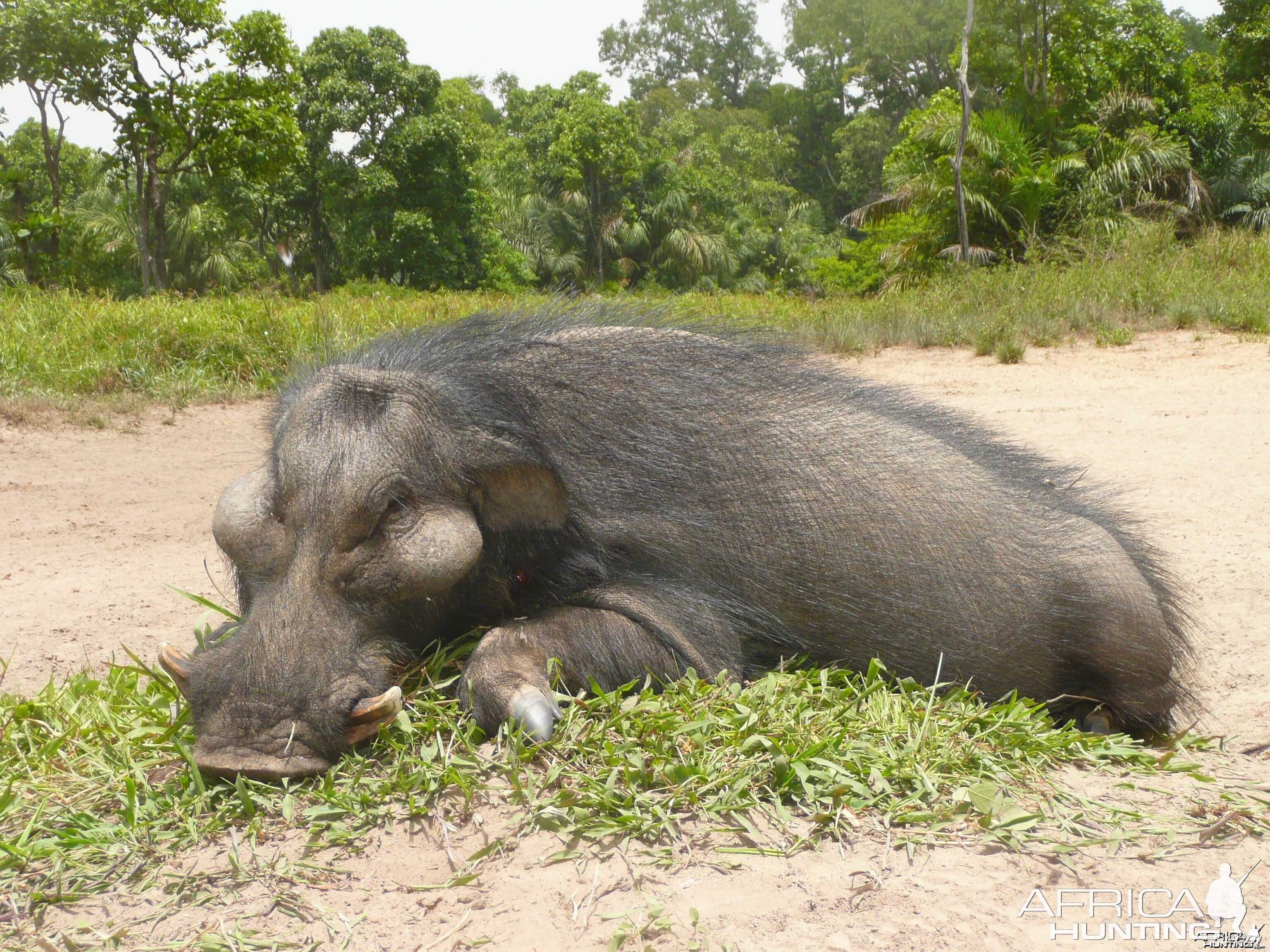 Hunting Giant Forest Hog in Central Africa