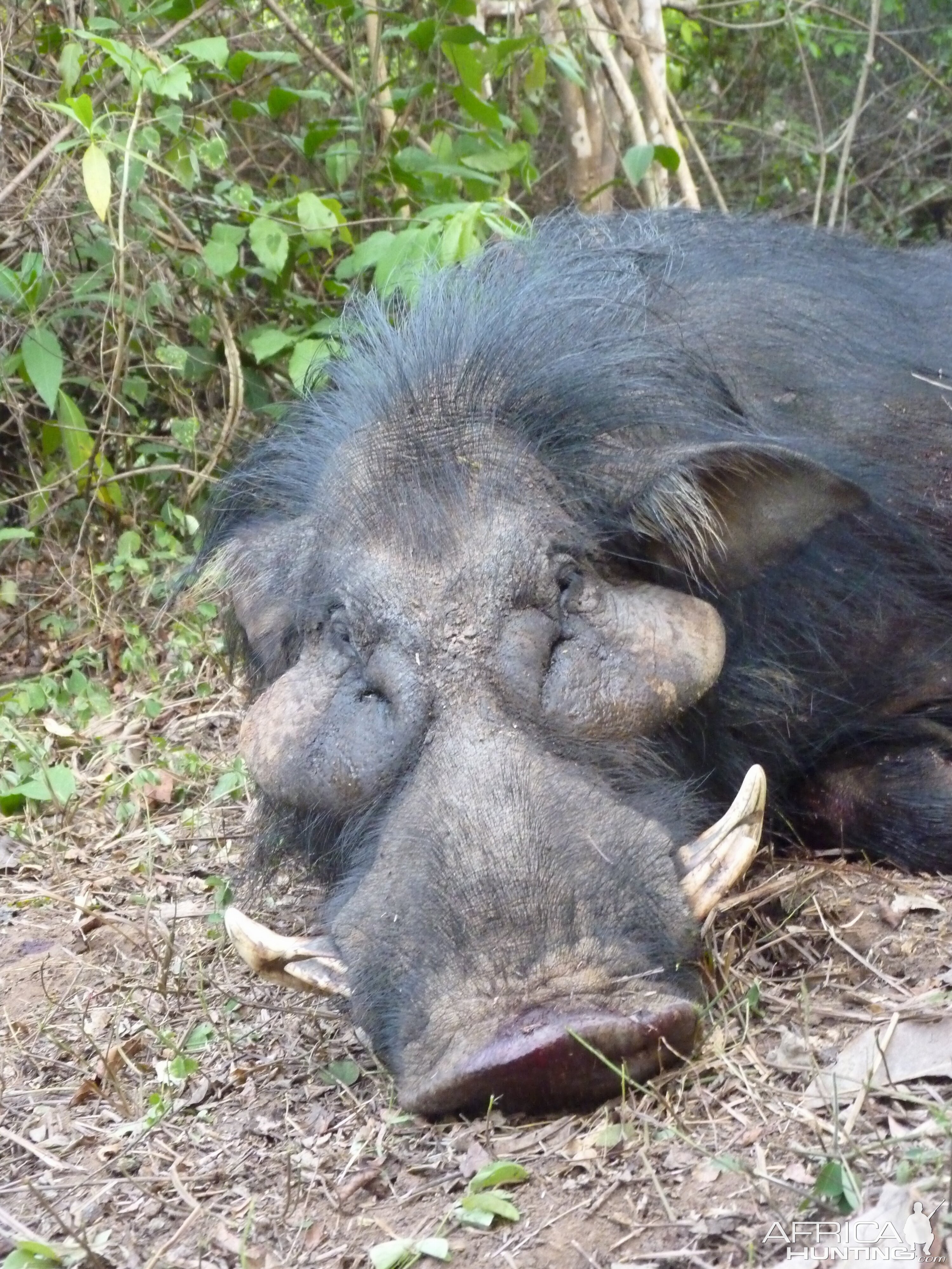 Hunting Giant Forest Hog in Central African Republic