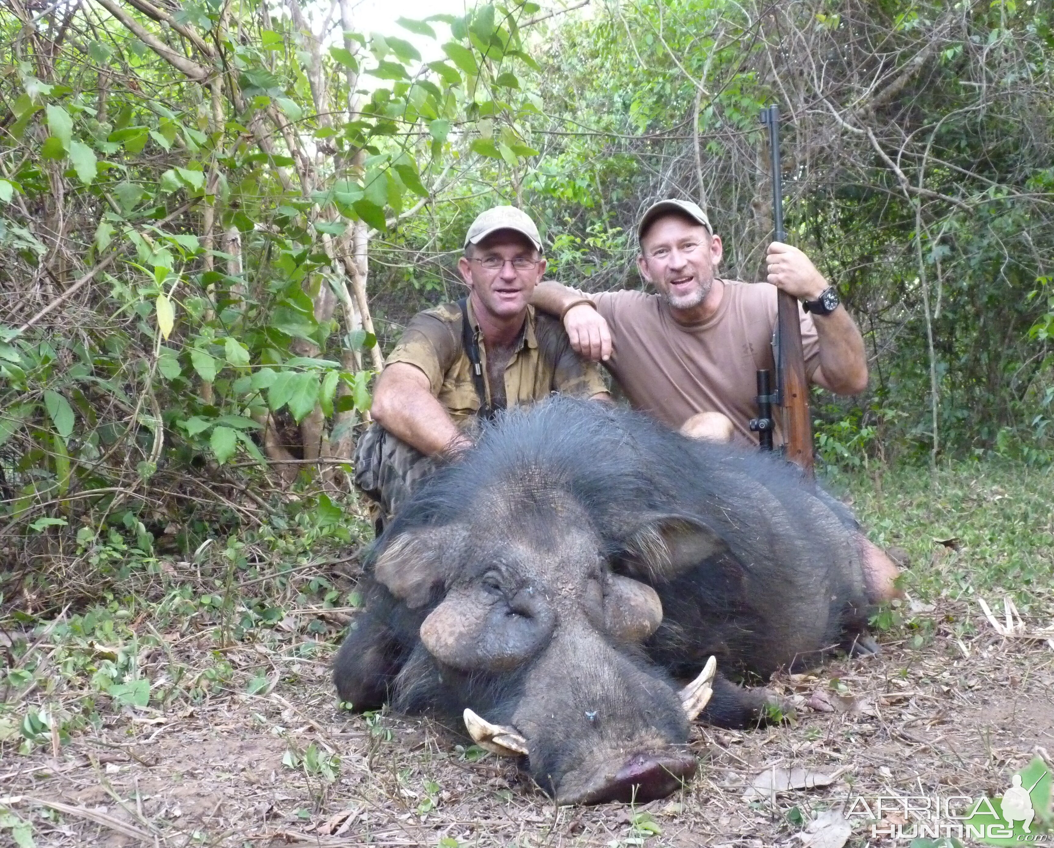 Hunting Giant Forest Hog in Central African Republic