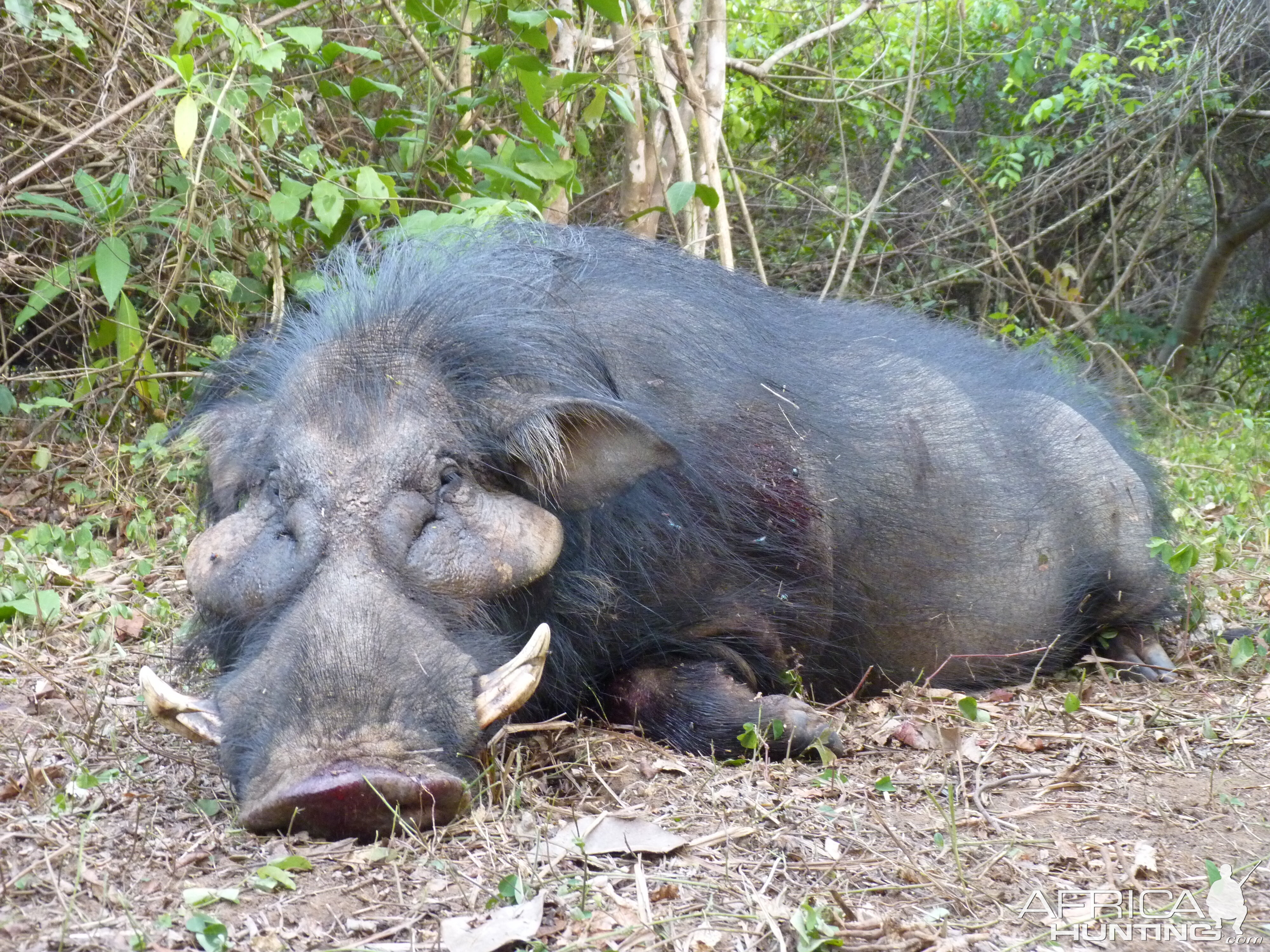 Hunting Giant Forest Hog in Central African Republic