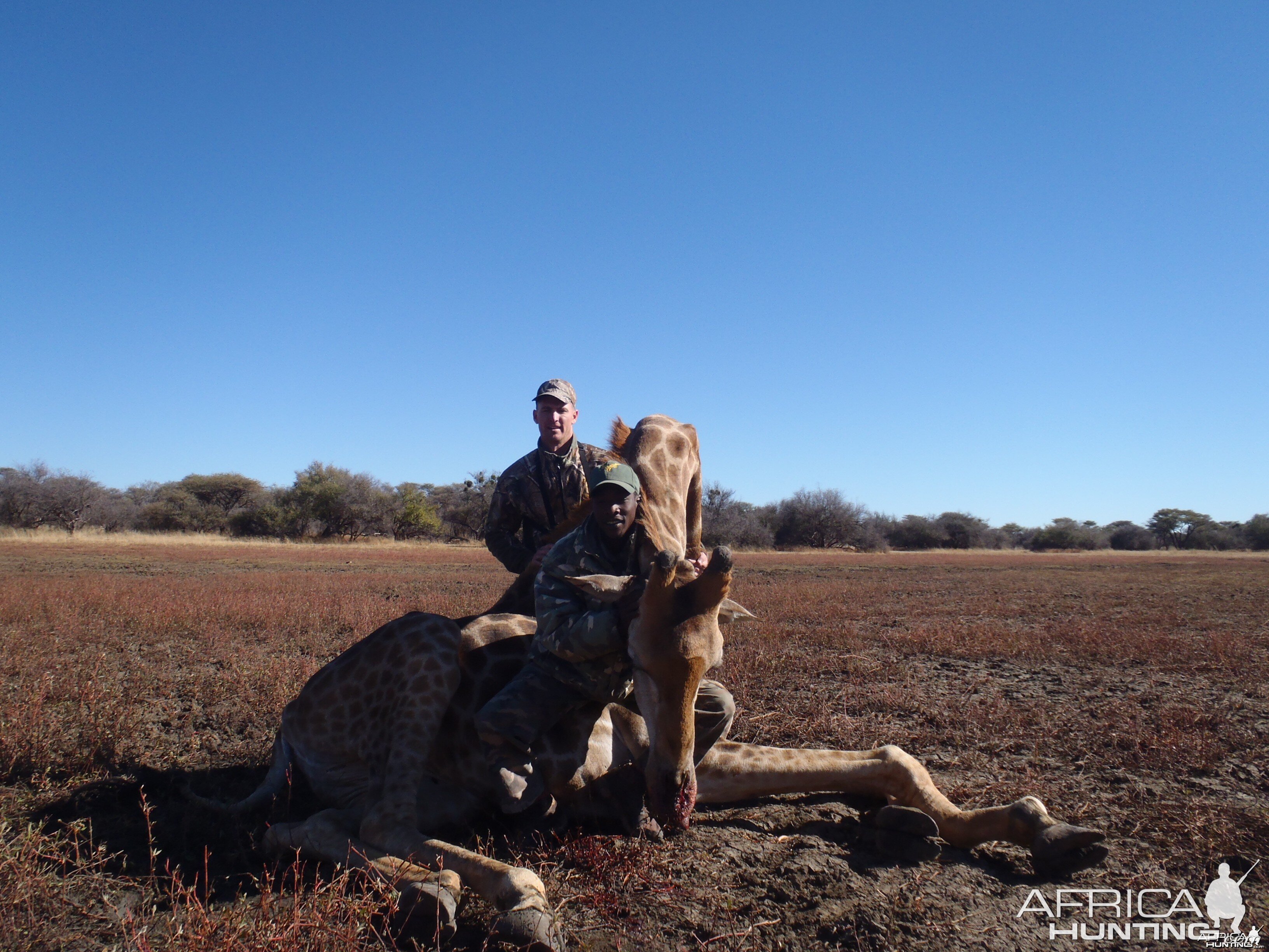 Hunting Giraffe in Namibia